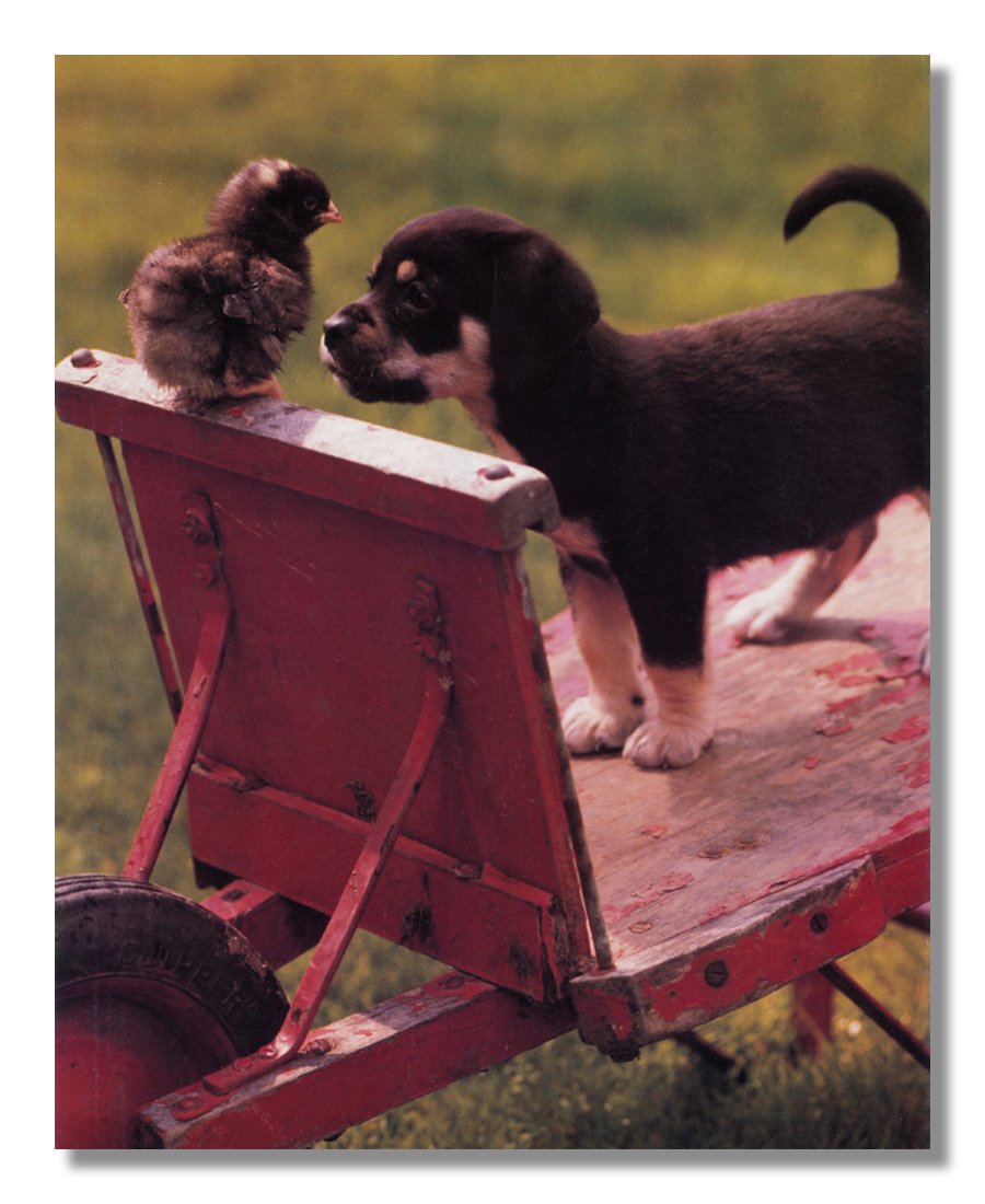 Adorable Puppy and Baby Chicken Sitting on Wheelbarrow - Framed Wall Art Print with Mat - Perfect for Nursery, Kids Room Decor & Farmhouse Style Home