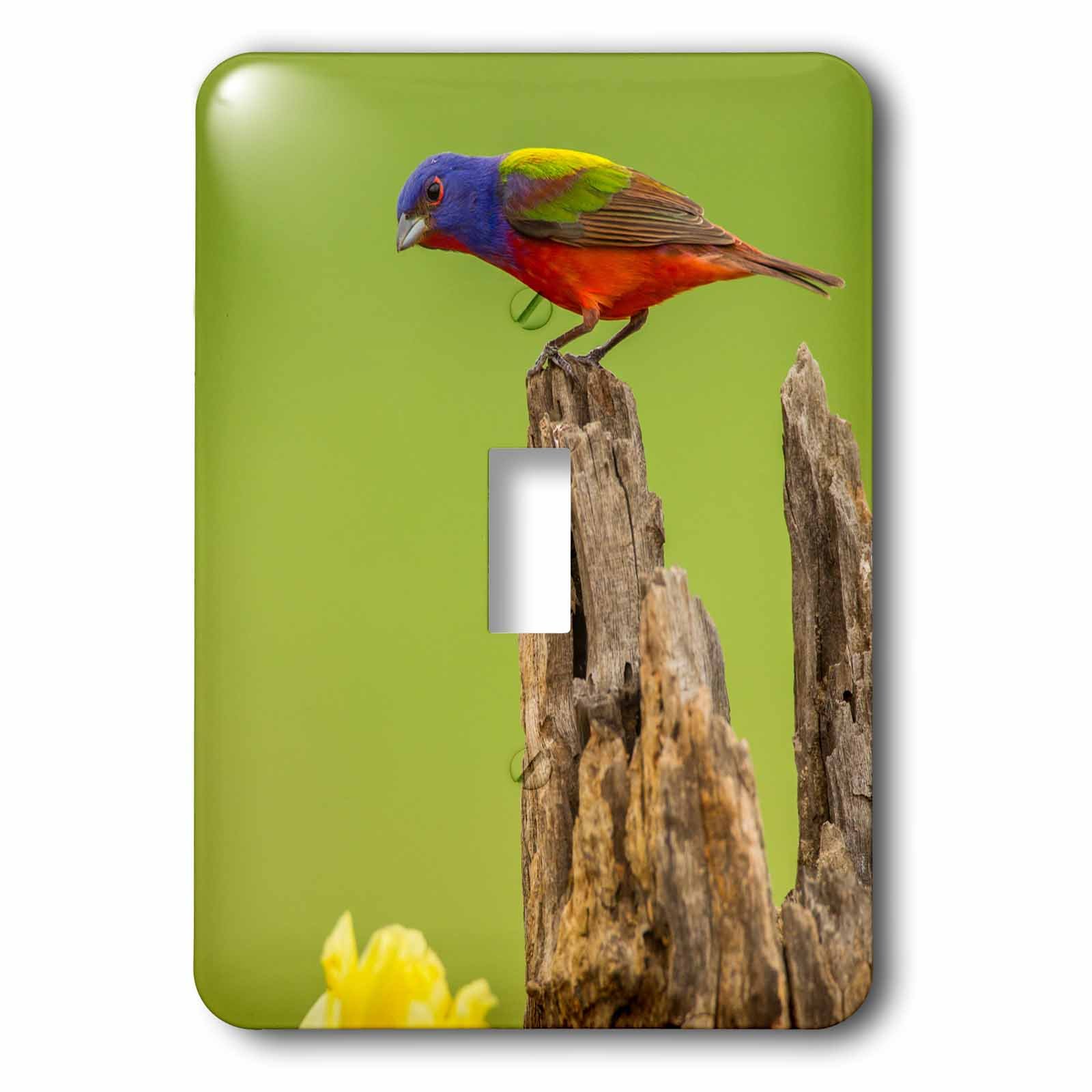 3dRose USA Texas Hidalgo County Painted Bunting on Stump Light Switch Cover - Decorative Wall Plate for Home & Office Decor