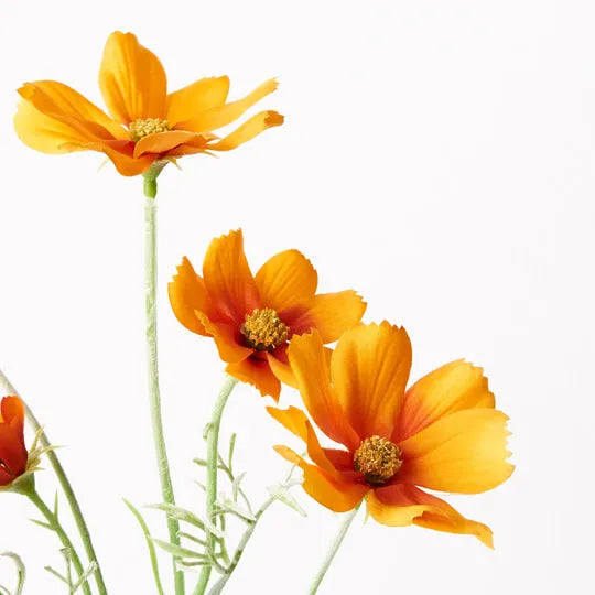 Cosmos Orange - Fresh & Juicy Oranges for Healthy Snacks, Juicing & Cooking | Perfect for Smoothies, Salads & Desserts