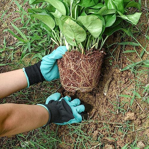 6-Tine Steel Hand Weeder & Claw Gloves Kit - Dual Purpose Weed Puller Tool for Gardening, Farming, Yard Work - Perfect for Cultivating, Loosening Soil, Planting & Mulching | Ideal for Home Gardens, Farms & Landscaping Projects