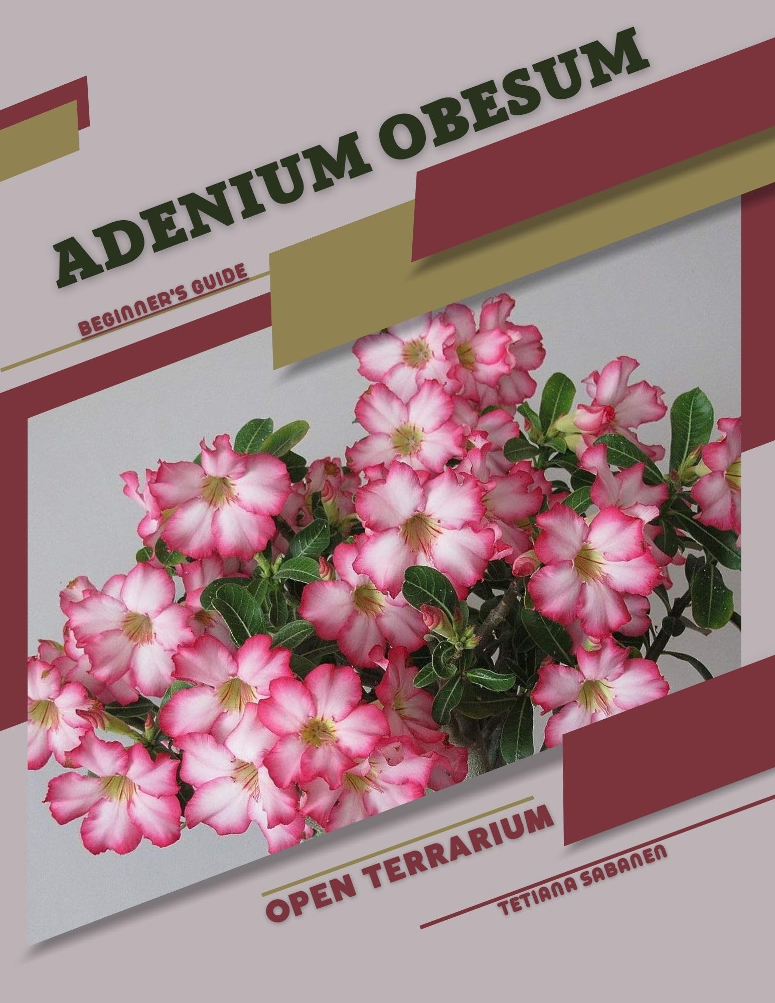 **Adenium Obesum Desert Rose Plant - Beginner's Guide for Open Terrarium & Indoor Succulent Garden | Perfect for Home Decor, Office Desk, and Gift Ideas**