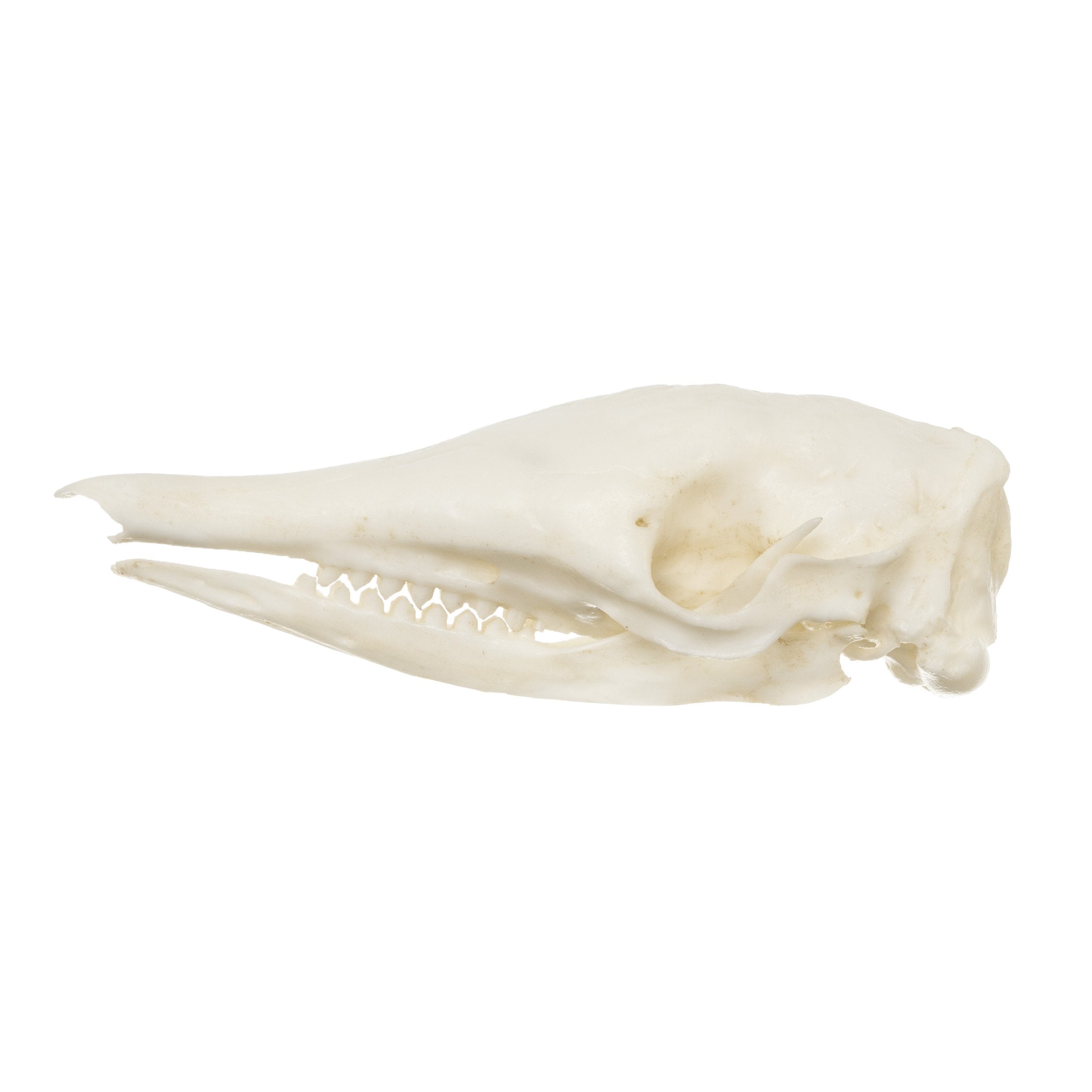 Authentic Replica Nine-Banded Armadillo Skull - Lifelike Animal Skull Model for Home Decor, Educational Display, and Halloween Props