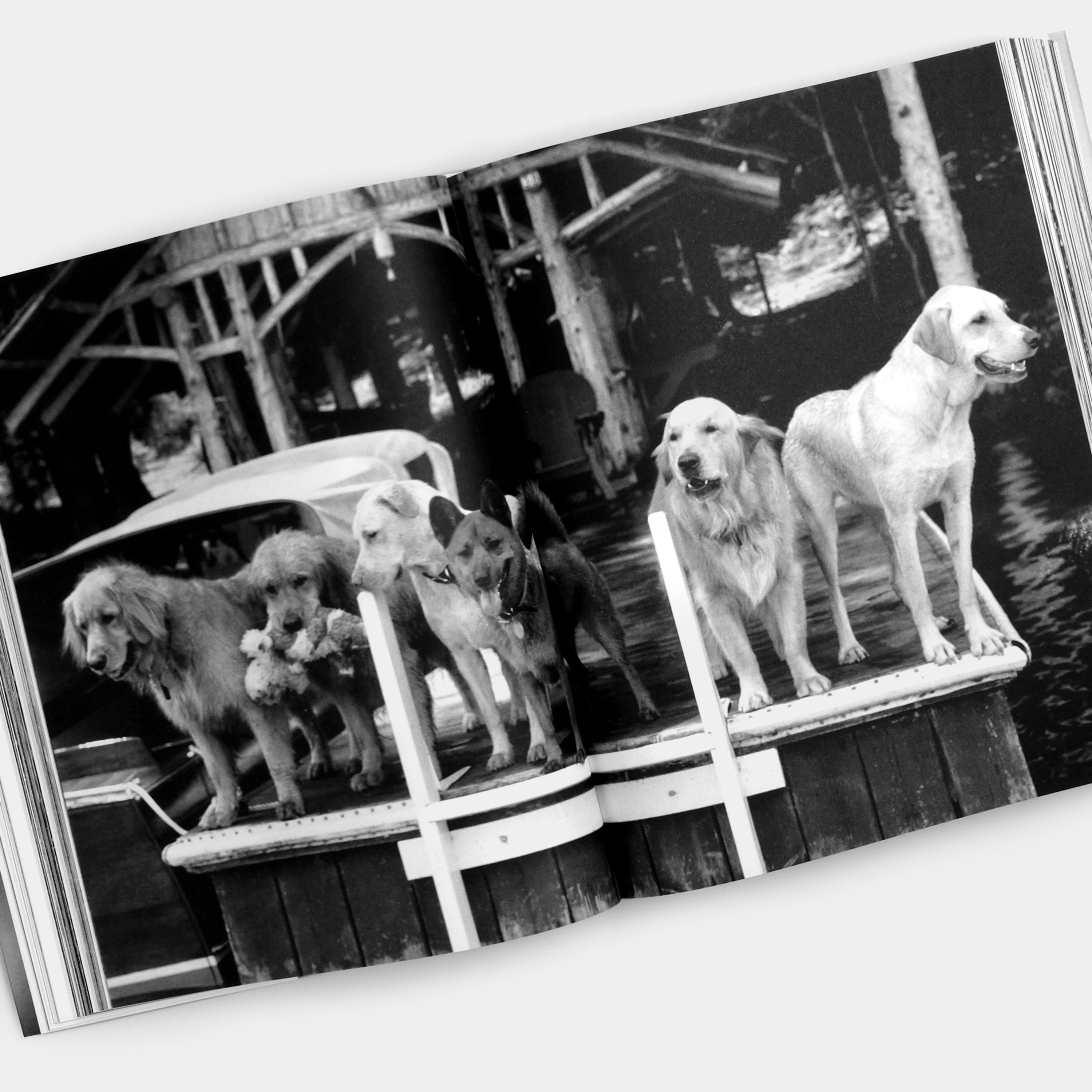Bruce Weber The Golden Retriever Photographic Society XL Hardcover Book - Dog Photography Collection, Large Coffee Table Book for Pet Lovers & Home Decor