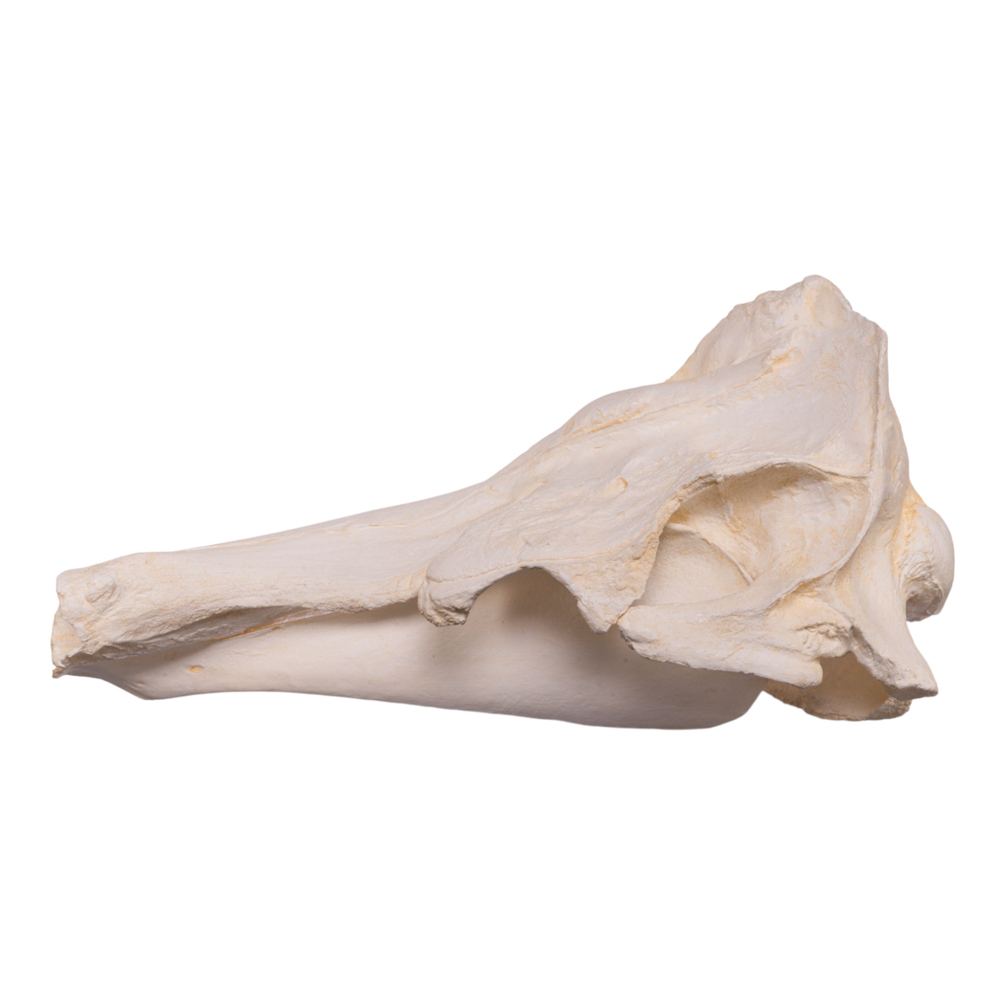 Replica Narwhal Skull - Lifelike Museum-Quality Narwhal Whale Skull Decor for Home, Office & Marine Biology Enthusiasts - Perfect for Coastal Themed Decor, Educational Displays & Unique Gift Ideas