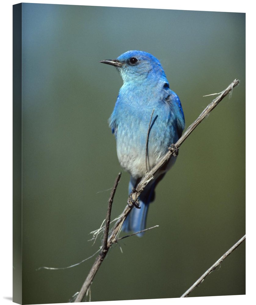 Tim Fitzharris Mountain Bluebird Canvas Print - North American Wildlife Wall Art Decor, Gallery Wrapped Giclee on Canvas, Perfect for Living Room, Bedroom & Office Decor