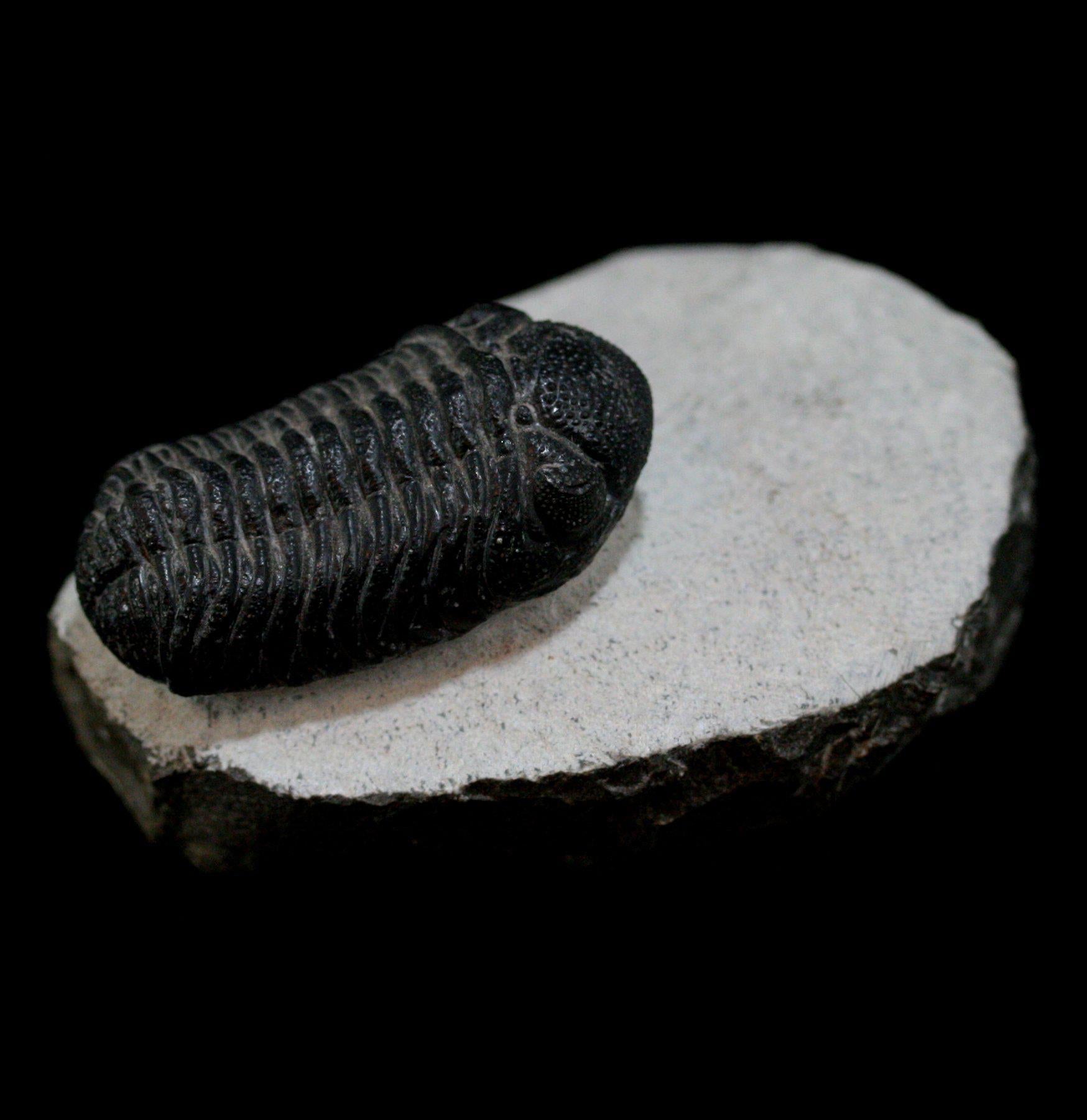 Authentic Trilobite Phacops Fossil - Natural Prehistoric Specimen for Collectors & Education - Perfect for Home Decor, Classroom Display & Paleontology Enthusiasts