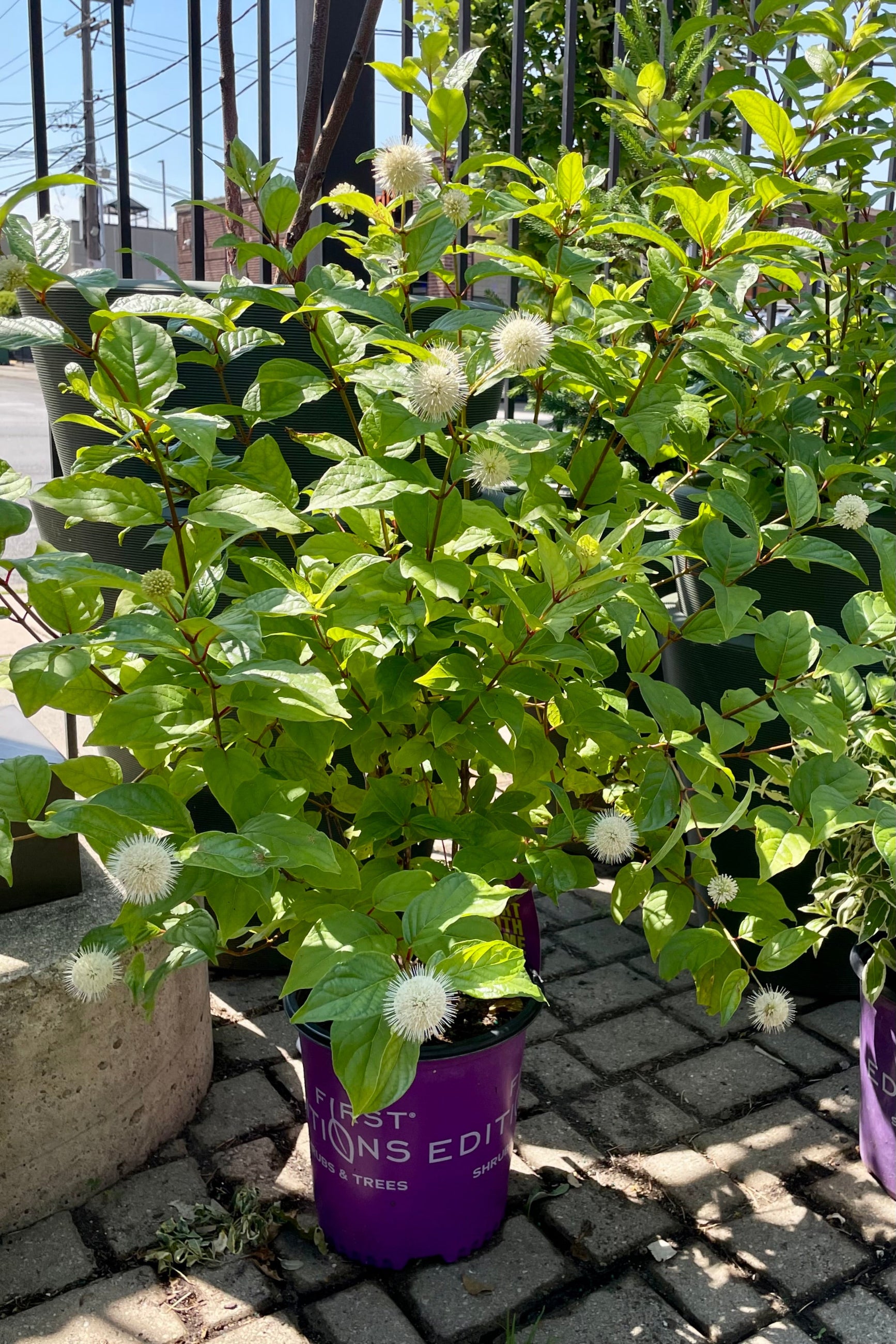 Cephalanthus occidentalis 'Fiber Optics' #2 - Beautiful Ornamental Shrub for Landscaping, Gardens & Outdoor Decor