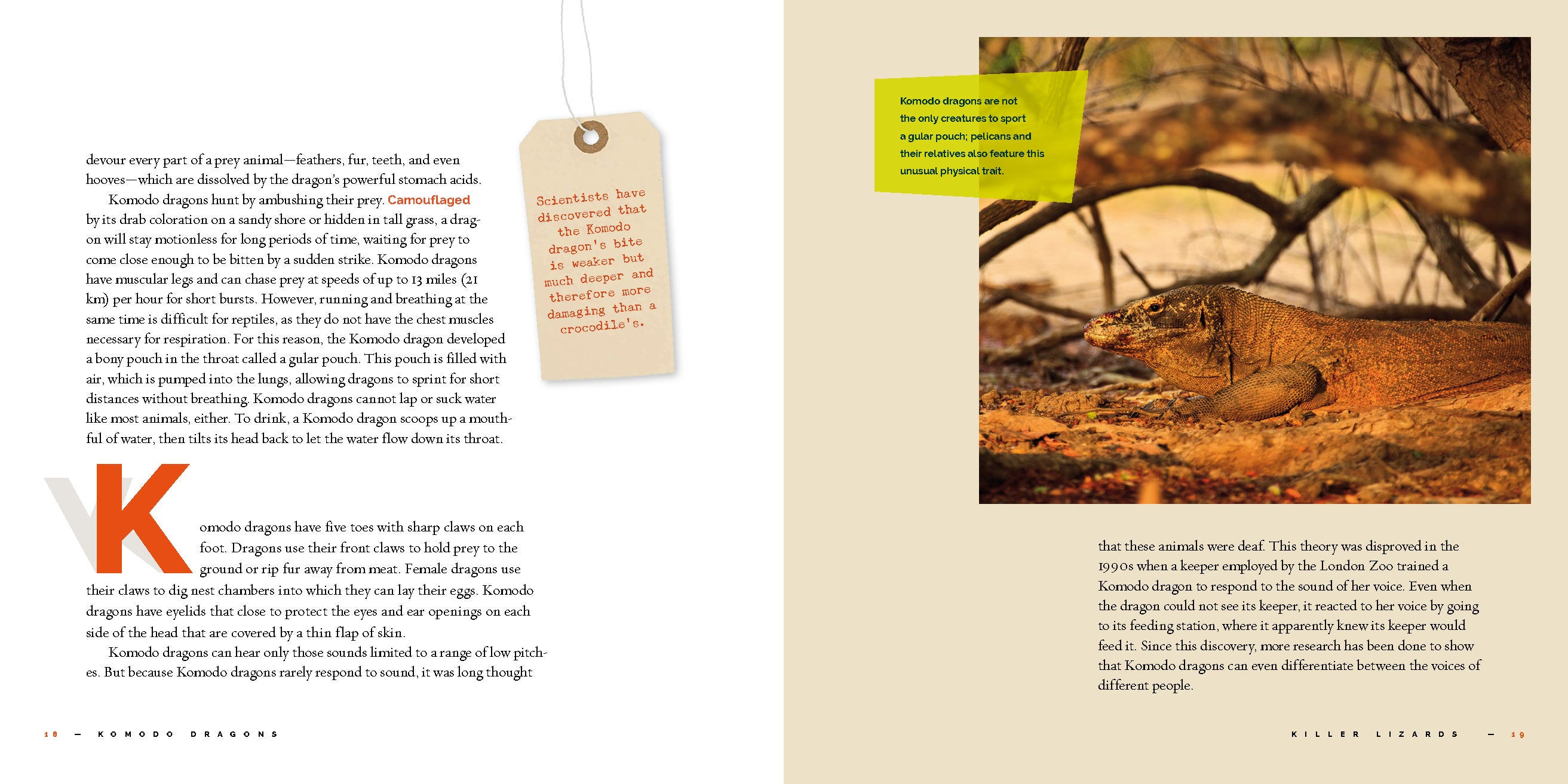 Komodo Dragons Book - 9781640265288 | Fascinating Facts & Photos | Perfect for Reptile Lovers & Science Enthusiasts