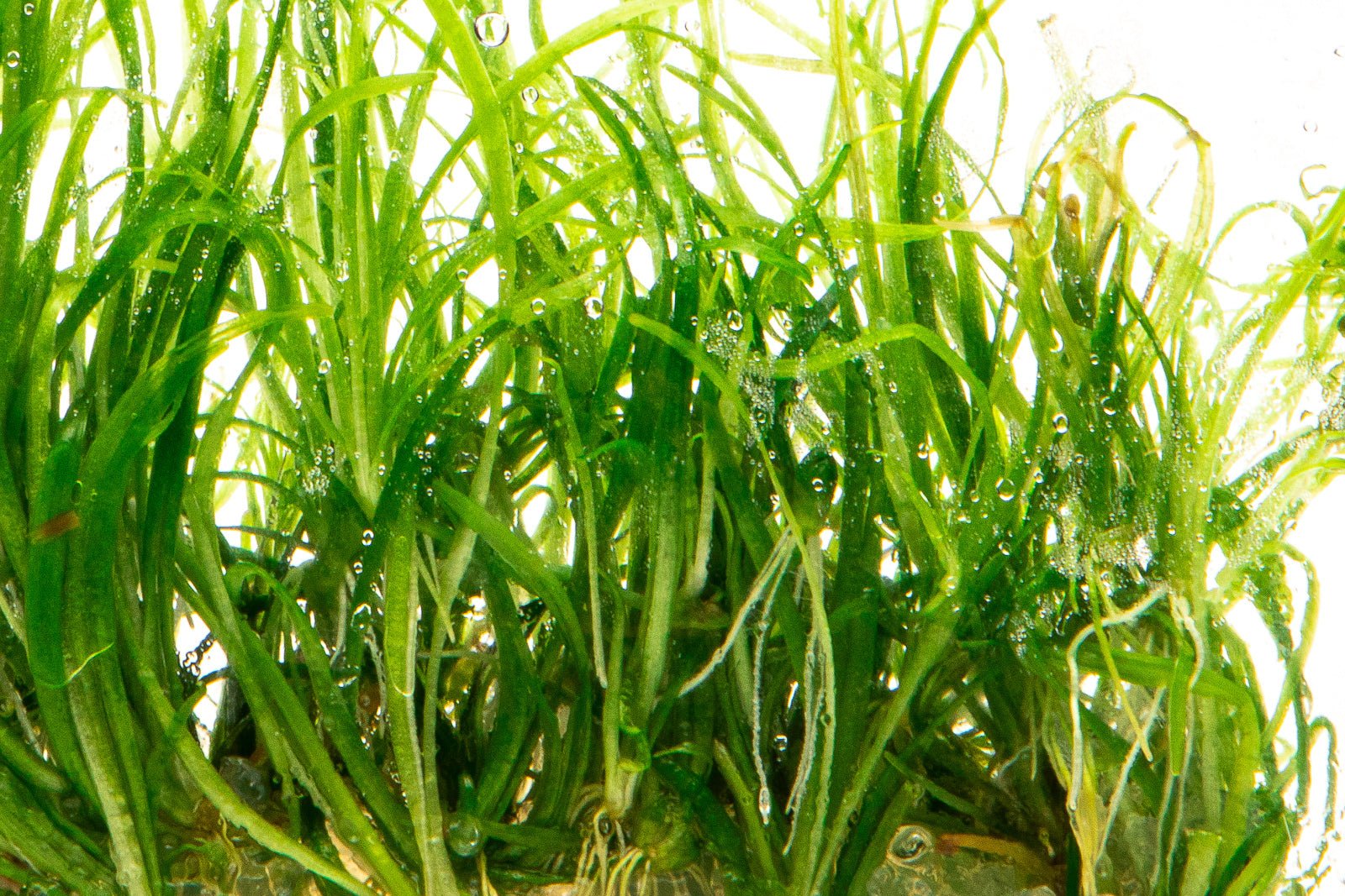 Echinodorus Tenellus - Dwarf Hairgrass Aquarium Plant for Freshwater Fish Tanks | Perfect for Aquascaping, Foreground Planting & Nano Tanks