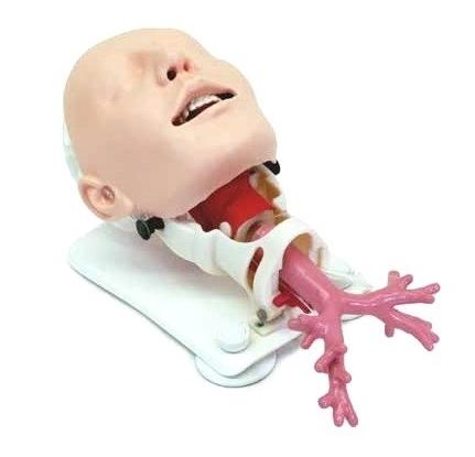 Difficult Airway Management Bronchoscopy Training Model - Realistic Medical Simulation for Anesthesia & Emergency Practice - Perfect for Medical Students, Residents, and Healthcare Professionals