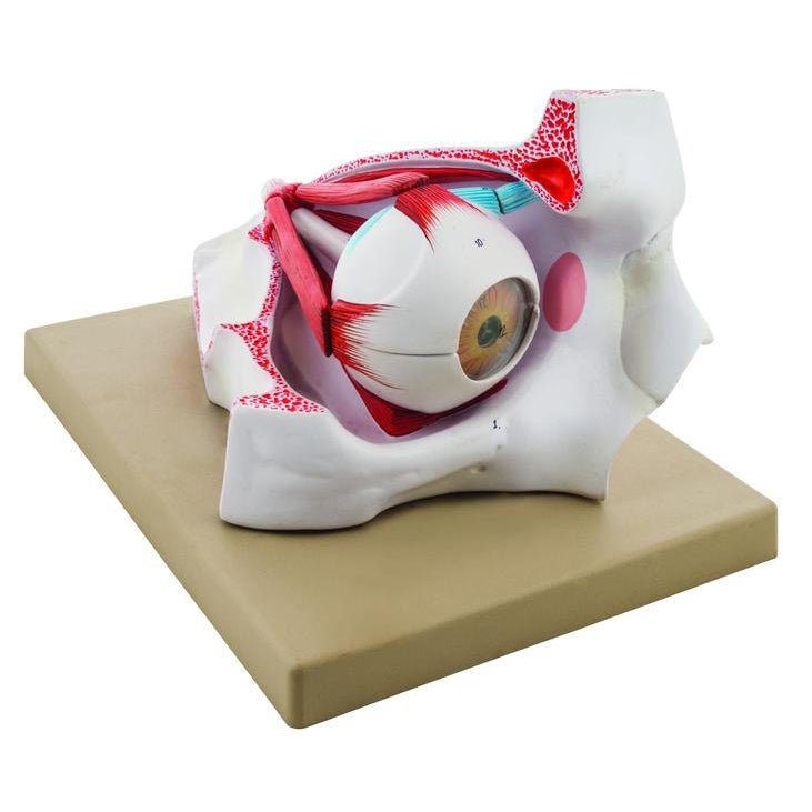 Human Eye in Bony Orbit - 3X Life Size Anatomical Model for Medical Students & Science Education | Perfect for Classroom Demonstrations & Biology Studies