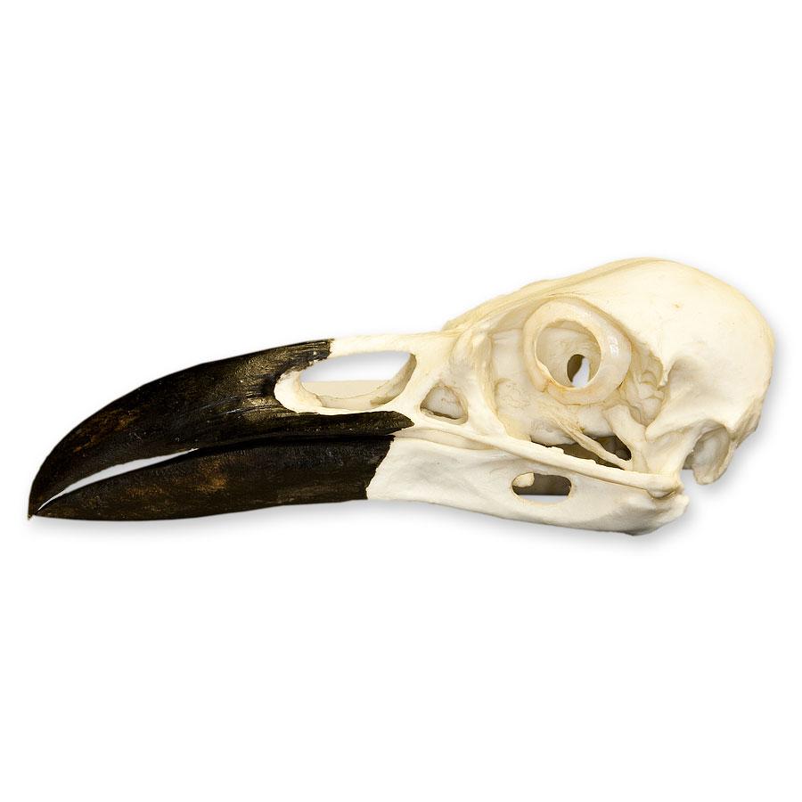 Realistic Replica Common Raven Skull - Handcrafted Gothic Decor, Halloween Prop & Witchcraft Supplies - Perfect for Home Decor, Dark Aesthetic, and Witch Altar Display