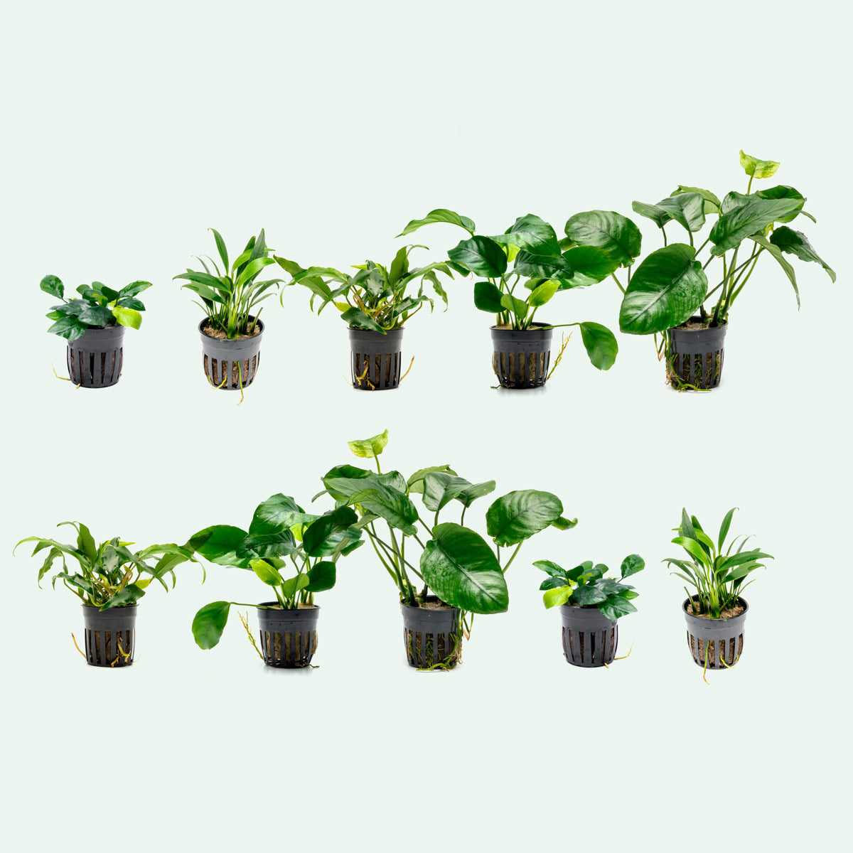 Assorted Anubias Aquatic Plants Bundle - Live Freshwater Aquarium Plants for Fish Tanks - Perfect for Aquascaping, Shrimp Tanks & Low Light Aquariums