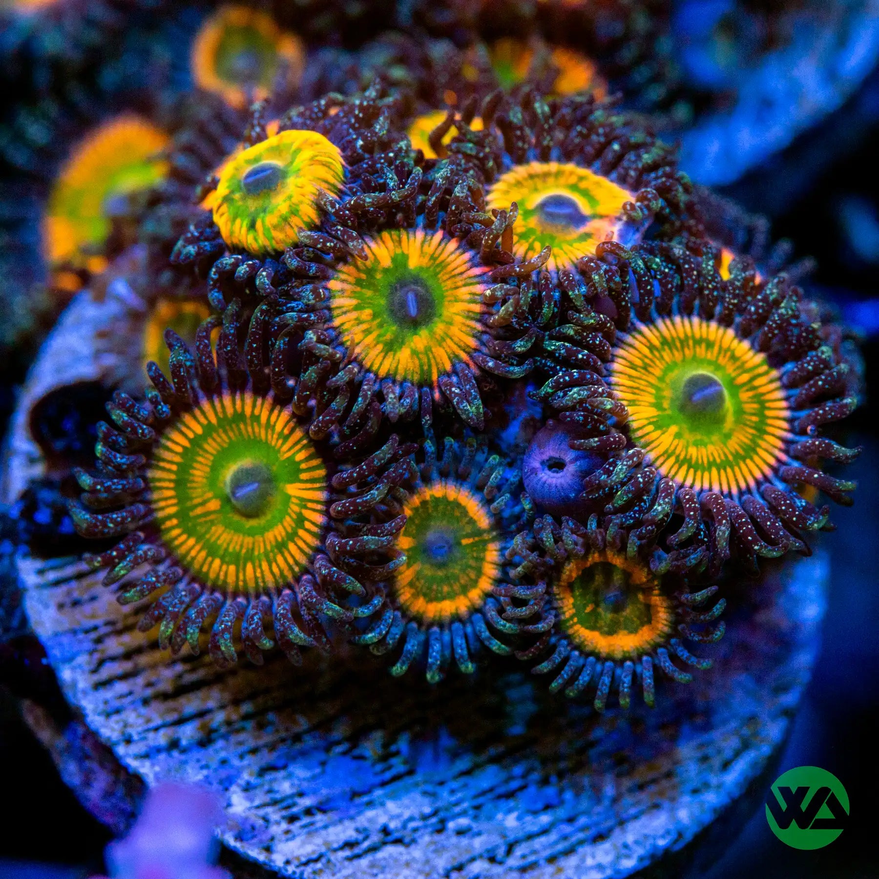 Premium OG Sunny D Zoanthid Coral (Aquacultured) - Vibrant Saltwater Reef Tank Coral for Aquarium Enthusiasts