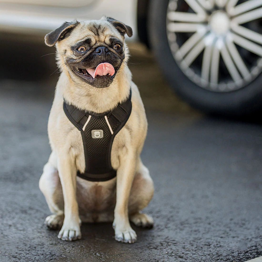 GF Pet Travel Harness - Adjustable & Breathable Dog Harness for Small & Medium Dogs, Black - Perfect for Car Rides, Hiking & Outdoor Adventures