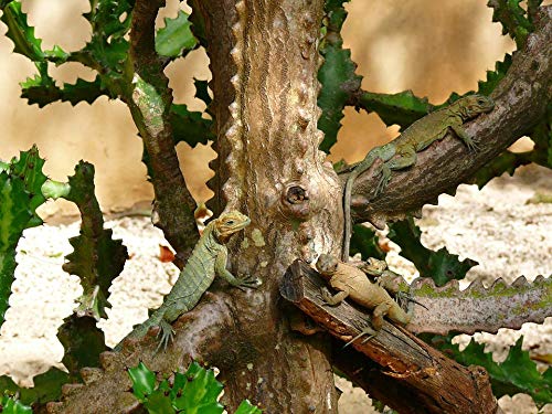 20x30 Inch Laminated Animal Poster - Vibrant Dominican Tree Iguanas Wall Art for Home & Office Decor - Perfect for Living Room, Bedroom or Classroom