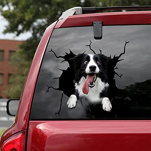 Border Collie Crack