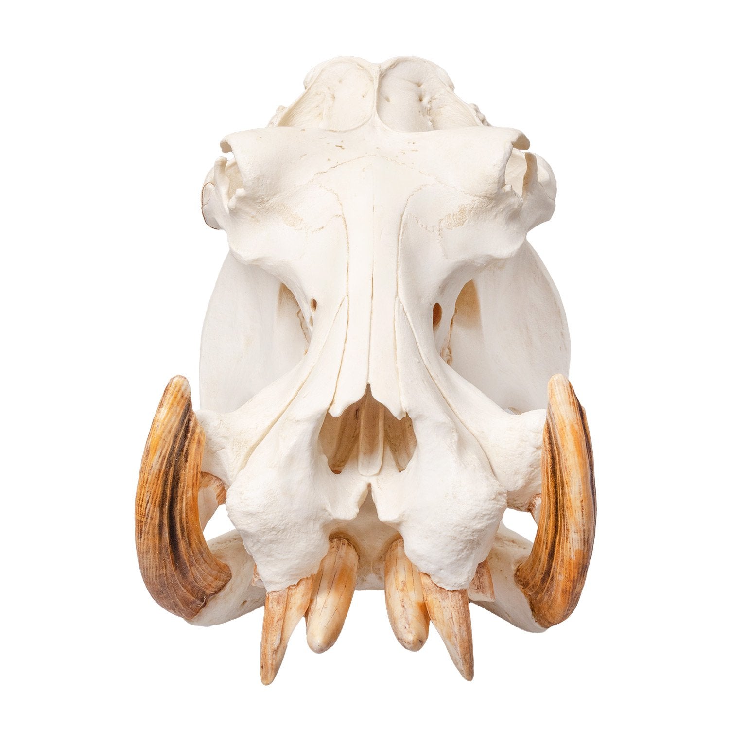 Replica Hippopotamus Skull - Lifelike Animal Skull Model for Home Decor, Educational Display & Halloween Props | Durable Resin Casting for Collectors & Science Enthusiasts