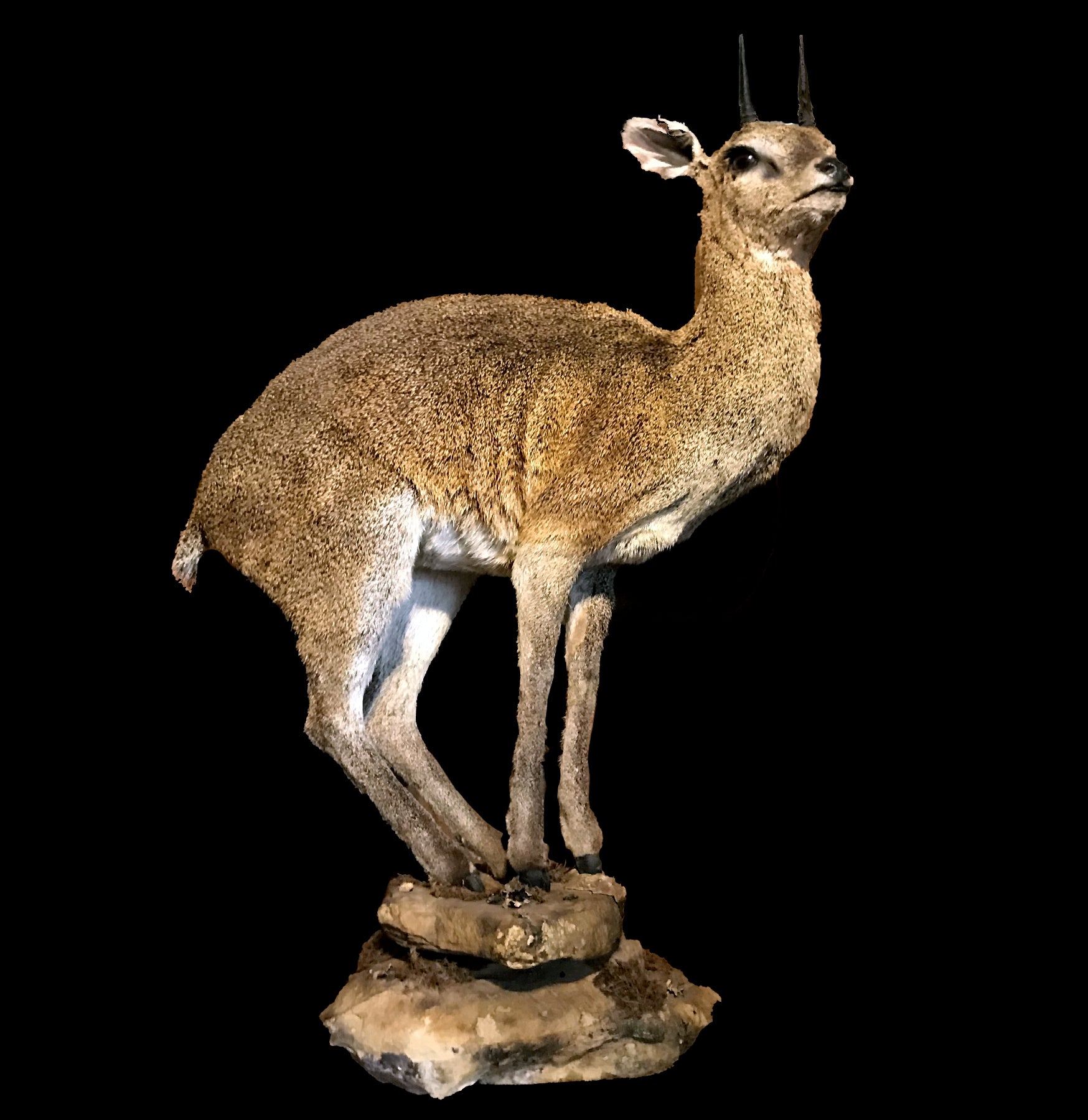 Klipspringer Full Body Taxidermy Mount - Realistic African Antelope Trophy for Home & Office Decor - Perfect for Hunting Lodges, Cabin Decor, and Wildlife Enthusiasts