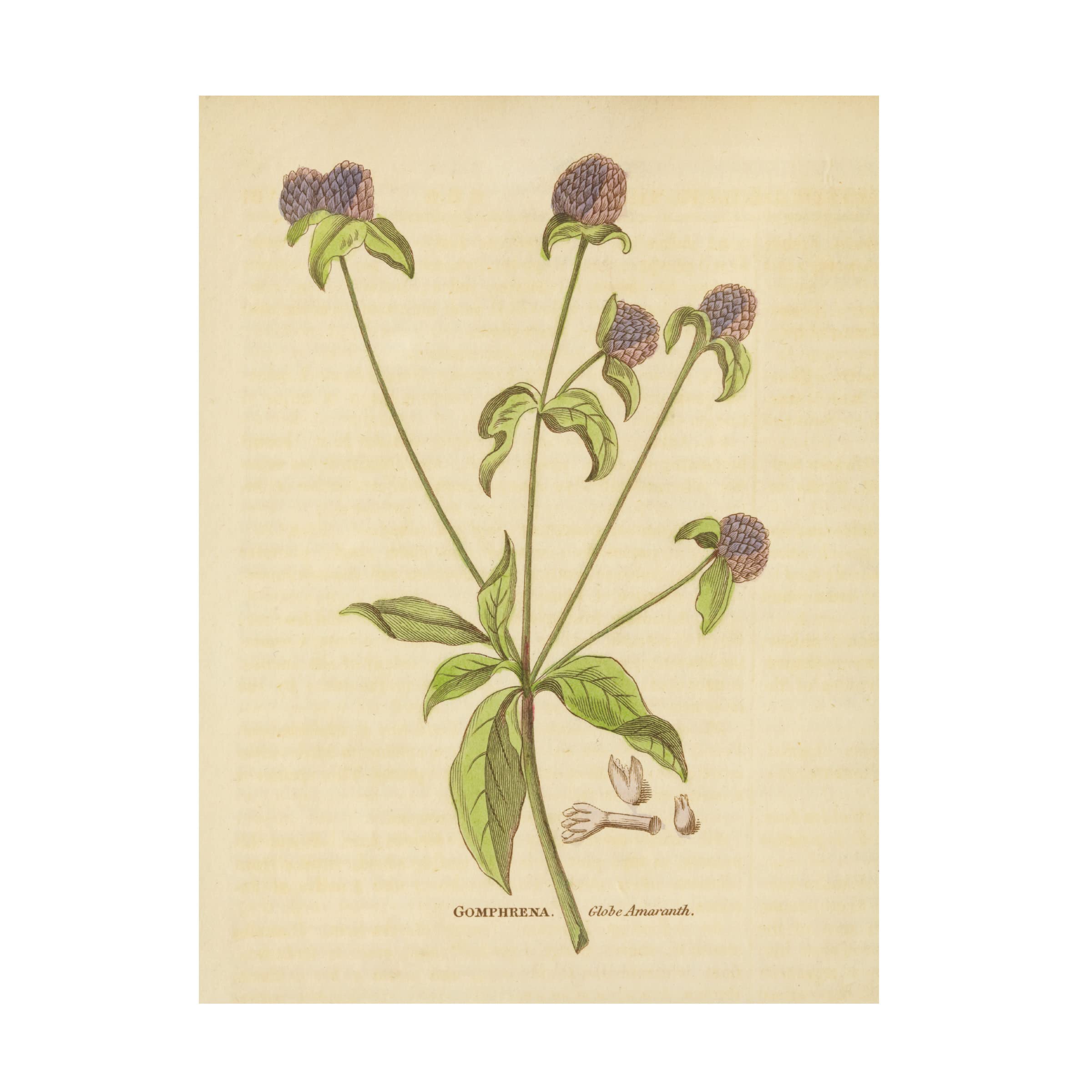Trademark Fine Art 'Herbal Botanical XXXII' Canvas Wall Art Print by Wild Apple - Nature Inspired Home Decor for Living Room, Bedroom & Office