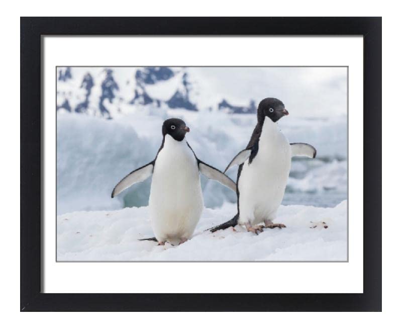 20x16 Framed Adelie Penguin Photo - Pygoscelis adeliae Pair at Brown Bluff - Wildlife Wall Art Decor for Home, Office & Gifts (11059198)