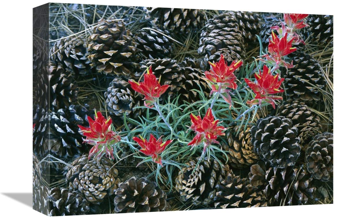 Indian Paintbrush Surrounded by Pine Cones Canvas Art Print - Grand Canyon National Park Landscape Wall Decor - 16x12 Inches - Perfect for Living Room, Bedroom & Office Decor