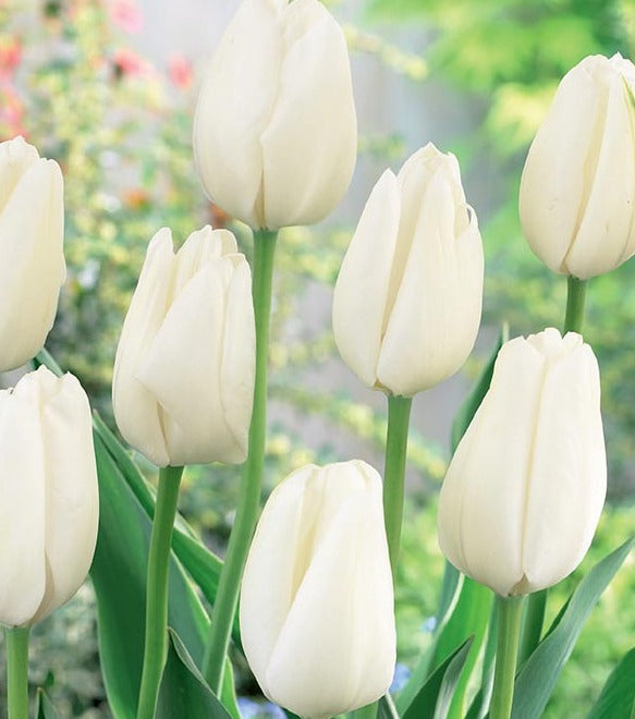 Darwin Hybrid White Clouds Tulip Bulbs - Premium Garden Flowers for Planting, Landscaping & Home Decor (Pack of 10) | Perfect for Spring Gardens, Wedding Bouquets & Outdoor Decorations