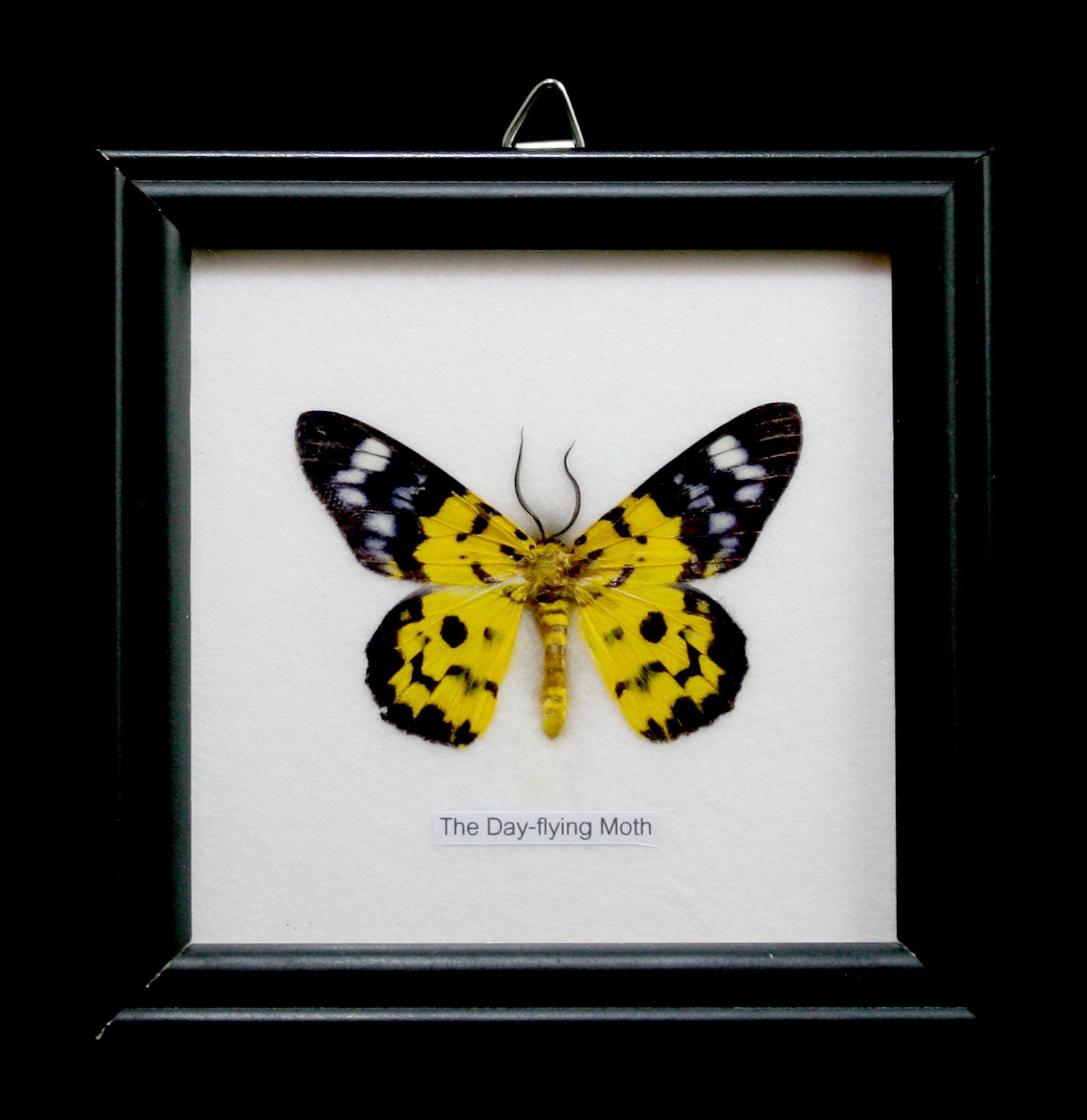 Premium Single Riker Mounted Butterfly Display Case - Framed Insect Specimen for Collectors & Science Education | Perfect for Home Decor, Classroom Displays & Nature Exhibits