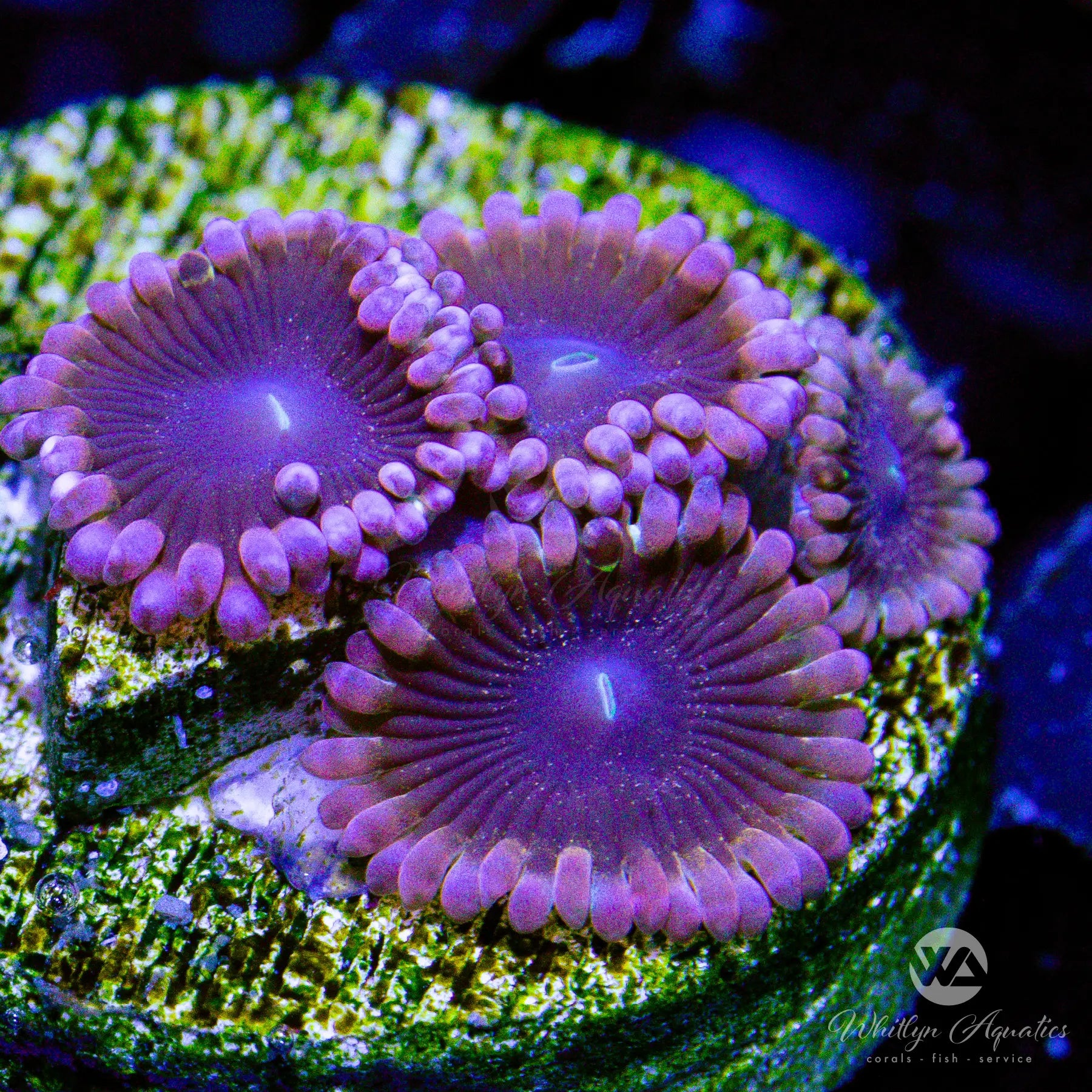 C44 WA Ballerina Zoa Coral - Premium WYSIWYG Live Coral for Saltwater Aquariums | Perfect for Reef Tanks, Coral Frags, and Marine Aquascaping