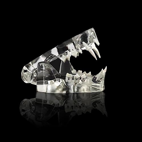 Veterinary Dental Cat Teeth Model - Transparent Anatomical Oral Tooth Jaw for Veterinary Office, Teaching & Demonstration | Perfect for Vet Clinics, Dental Education & Pet Care Training