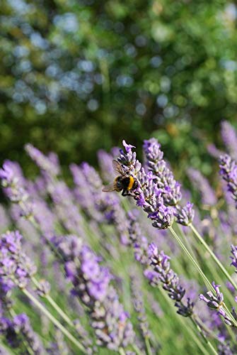 20x30 Inch Lavender Purple Summer Bedroom Poster - Vibrant Colors & High-Quality Lamination - Perfect for Home Decor, Dorm Room, or Gift (Fits Standard Frames)