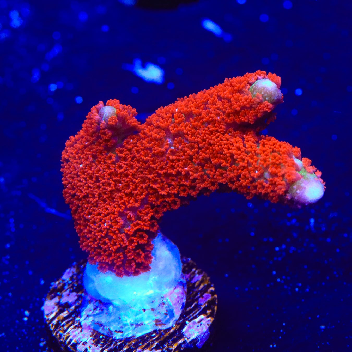Premium Forest Fire Digitata Montipora Coral for Saltwater Aquariums - Vibrant Red & Orange SPS Coral for Reef Tanks, Nano Tanks & Coral Frag Racks