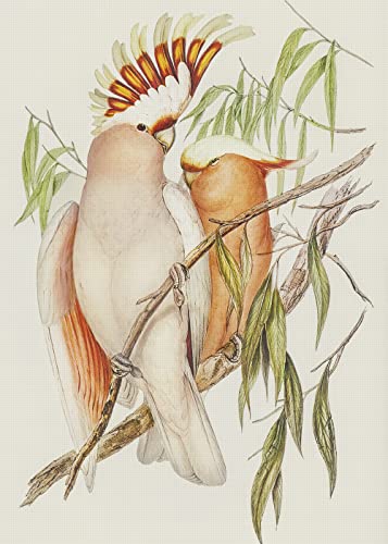 Leadbeater's Cockatoo Bird Naturalist John Gould Counted Cross Stitch Pattern