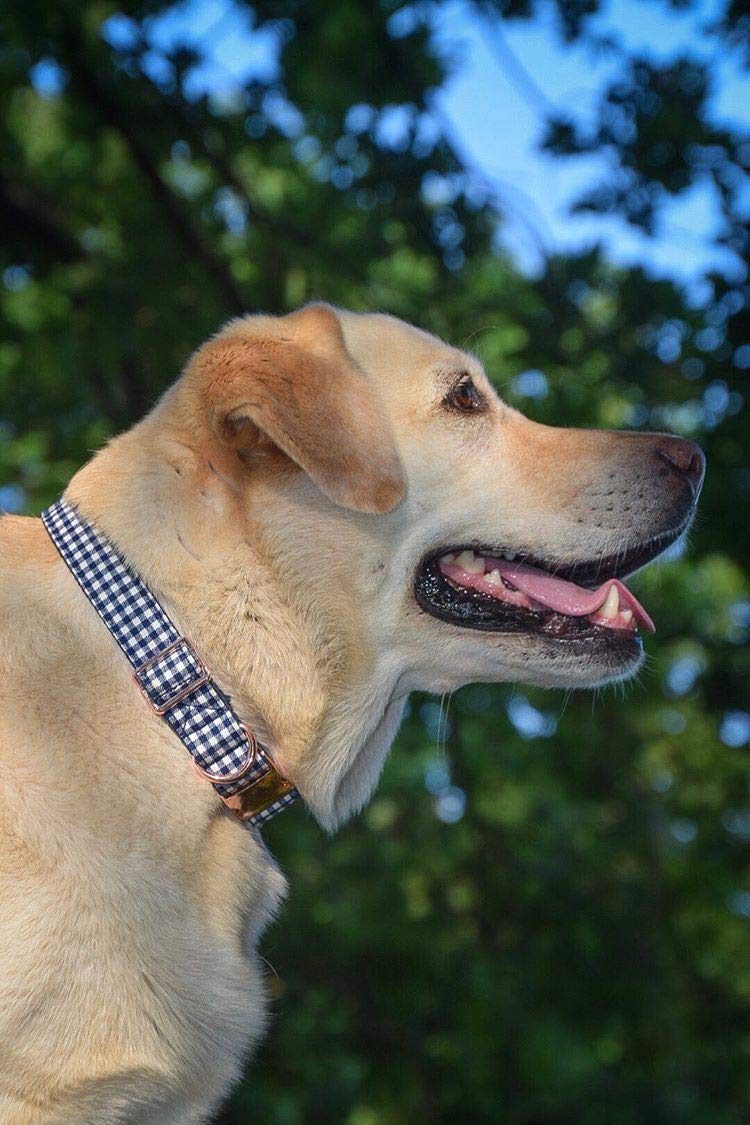 Adjustable Dog Bow Tie Collar for Small, Medium & Large Pets - Stylish & Comfortable Pet Accessory for Weddings, Parties & Daily Walks