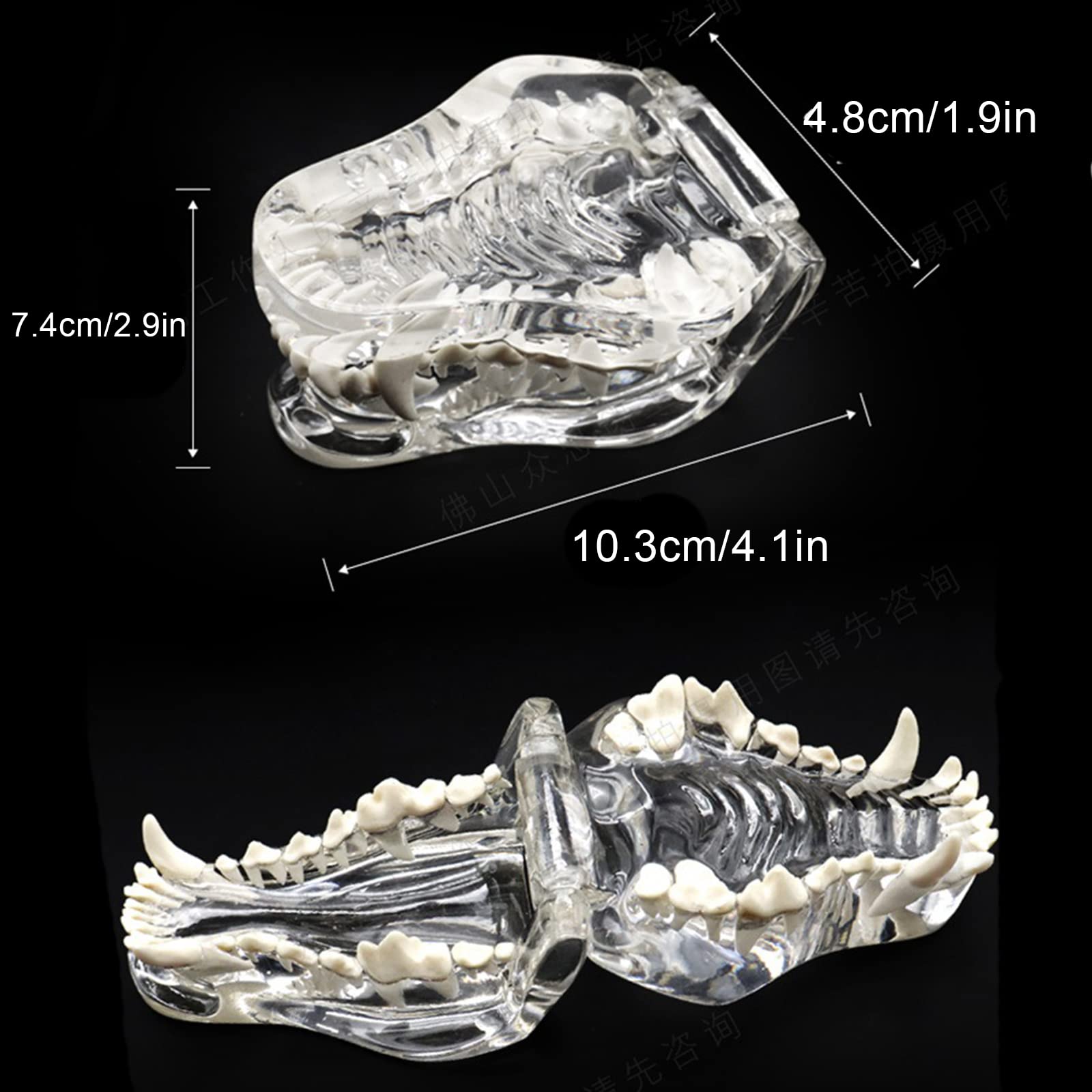 QQXX Clear Resin Openable Dog Teeth Dental Model - Canine Jaw Oral Anatomy for Veterinary Dentists & Patient Education | Veterinary Clinic, Dental School & Pet Owner Training Tool