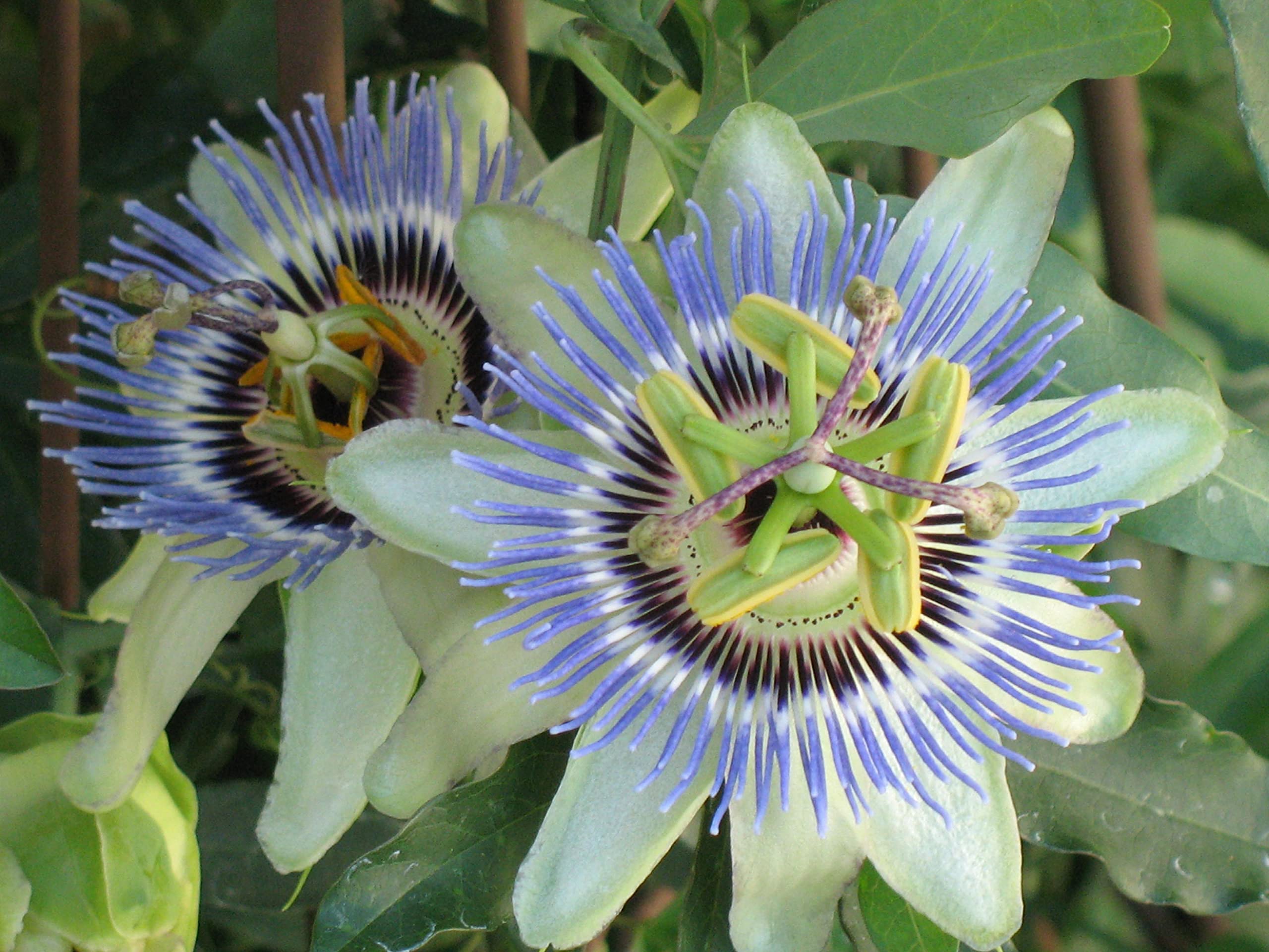 Passion Fruit Plant - 10 Live Plants in 4 Inch Growers Pots - Edible Fruit Bearing Vine for Patio, Garden & Backyard - Perfect for Home Gardening, Landscaping & Fresh Fruit Harvesting
