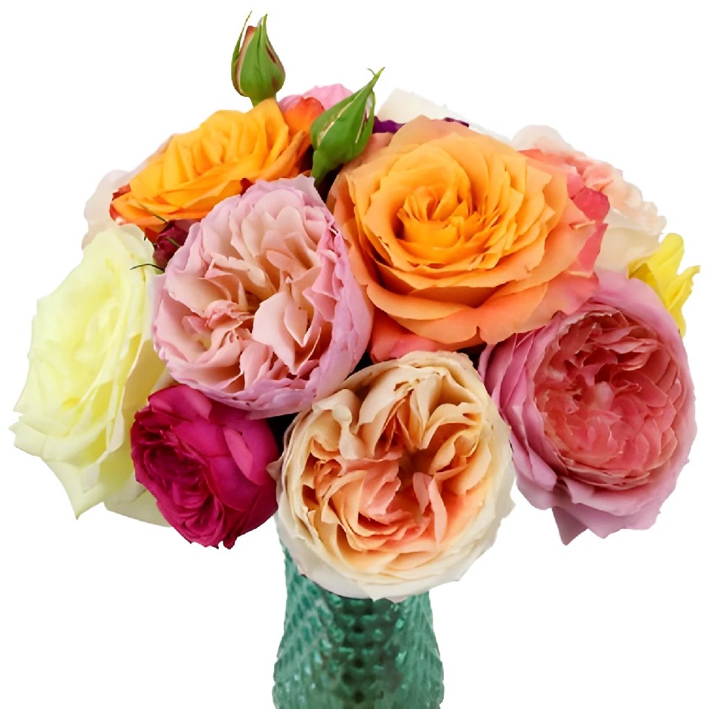 Wholesale Assorted Color Garden Roses - Fresh Cut Flowers for Mother's Day Gifts, Wedding Bouquets & Home Decor