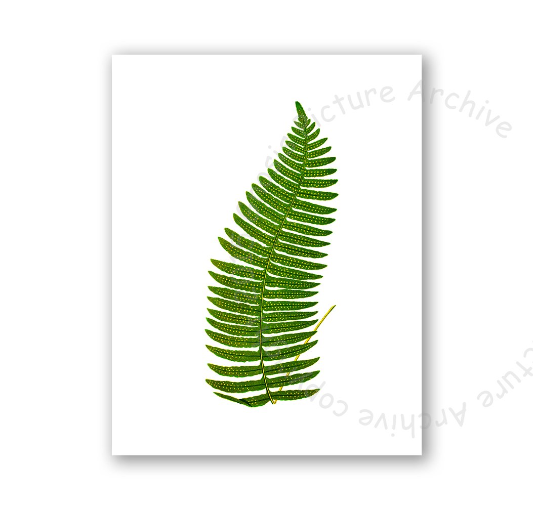 Gnosis Picture Archive Fern Greenery Wall Art Prints - Set of 6 Unframed Botanical Prints for Home Decor, Office, Living Room & Bedroom Wall Decor