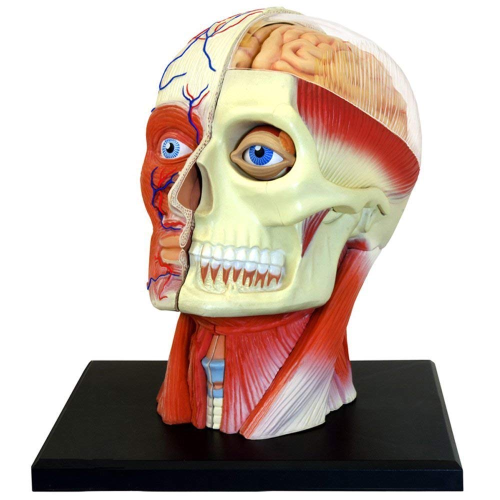 4D Human Head Anatomy Model - Detailed Skull & Skeleton Structure - Perfect for Medical Students, Science Classrooms & Ever After High Dolls Collection - Great Teaching Tool for Biology & Anatomy Lessons