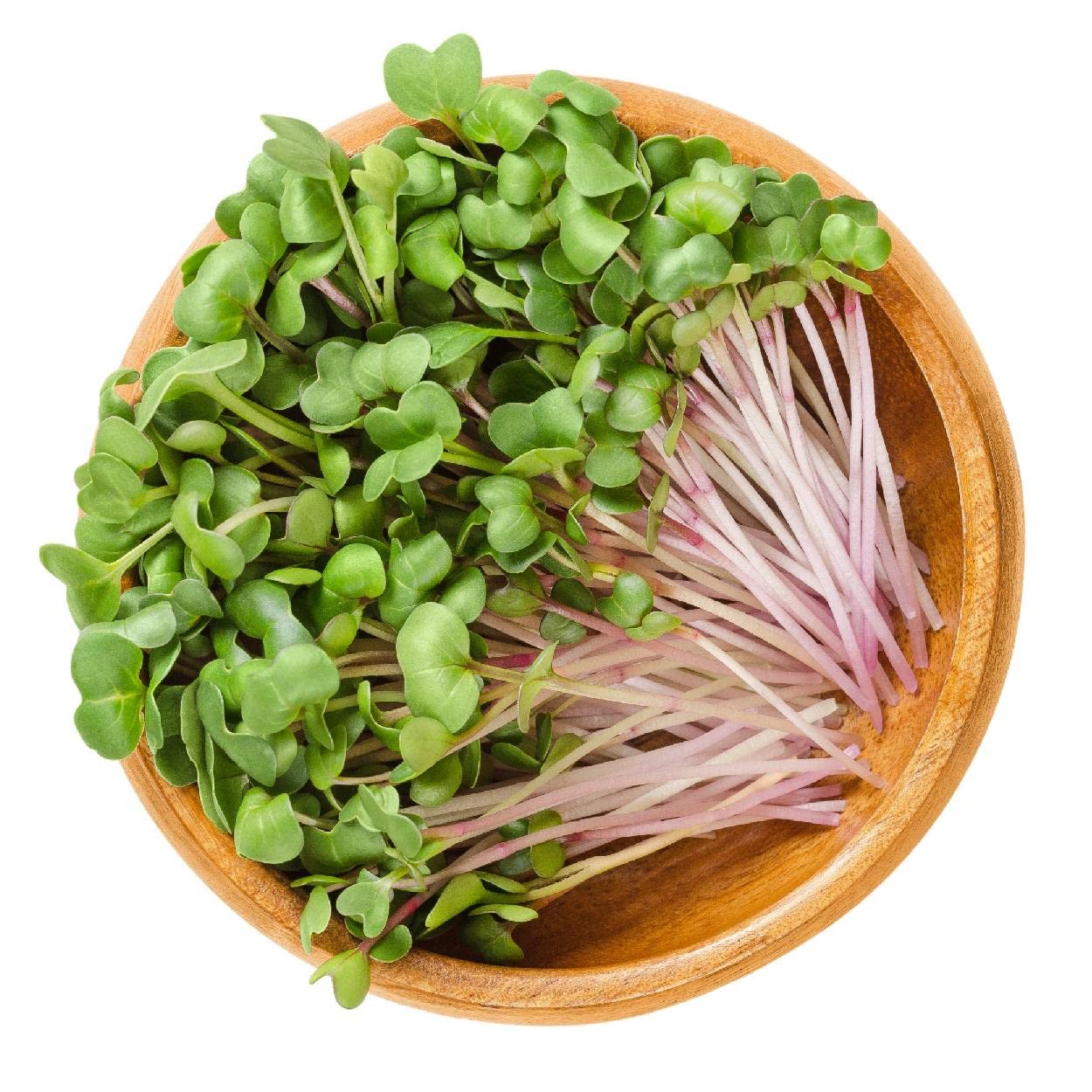 Everwilde Farms - 1 Lb China Rose Radish Seeds - Gold Vault Pack - Non-GMO Heirloom Vegetable Seeds for Home Gardening, Urban Farming & Organic Planting