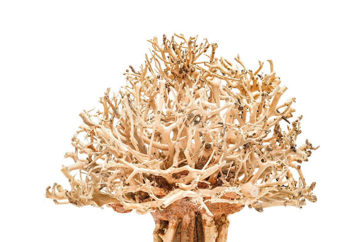 Uns Bonsai 007 - Premium Mini Bonsai Tree Kit for Home & Office Decor, Perfect Gift for Plant Lovers, Zen Garden & Indoor Gardening Enthusiasts