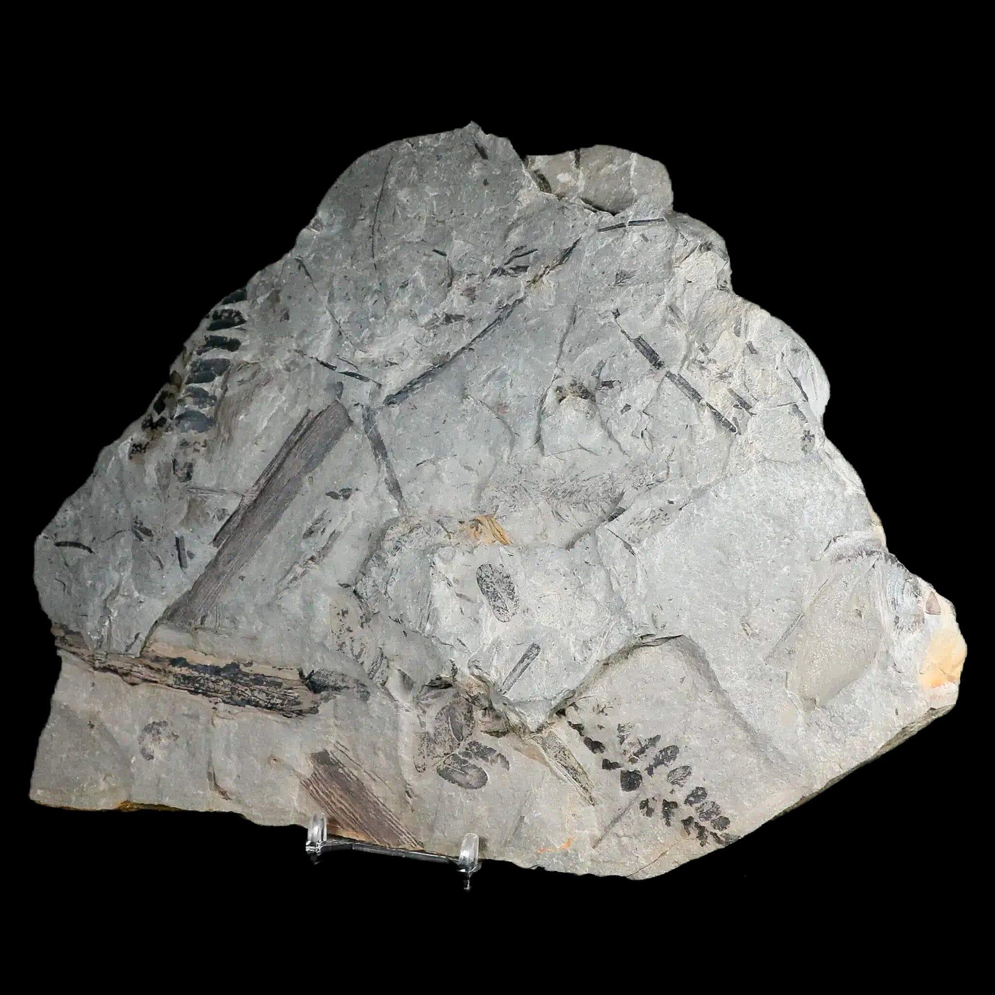 Neuropteris SP Fern Plant Fossil Leaves - Carboniferous Age Specimen from Breathitt Formation, Leslie County KY | Rare Paleobotany Collectible for Science Education & Home Decor