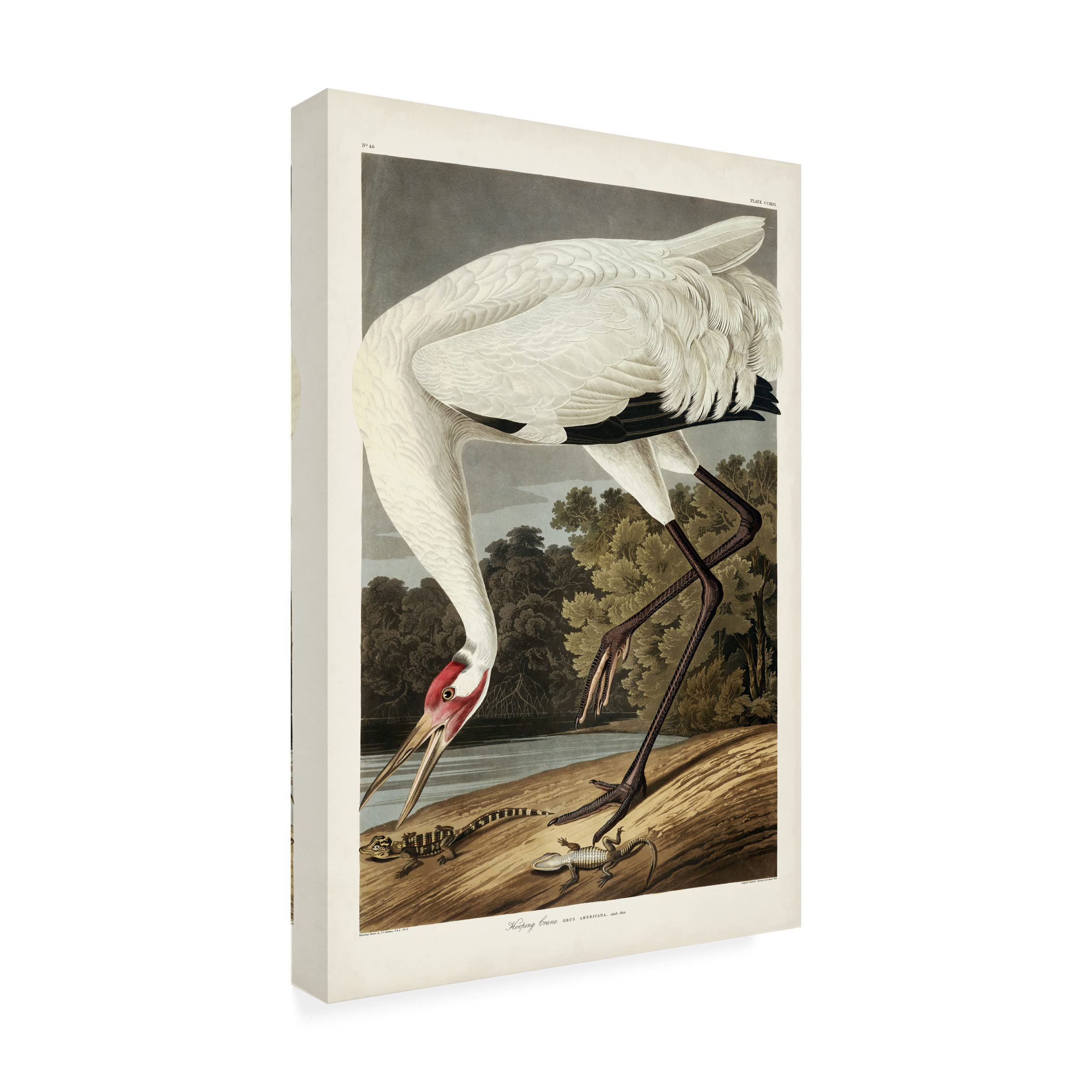 Trademark Fine Art 'Hooping Crane' Canvas Wall Art by John James Audubon - 22x32 Inches - Nature Inspired Decor for Living Room, Bedroom & Office