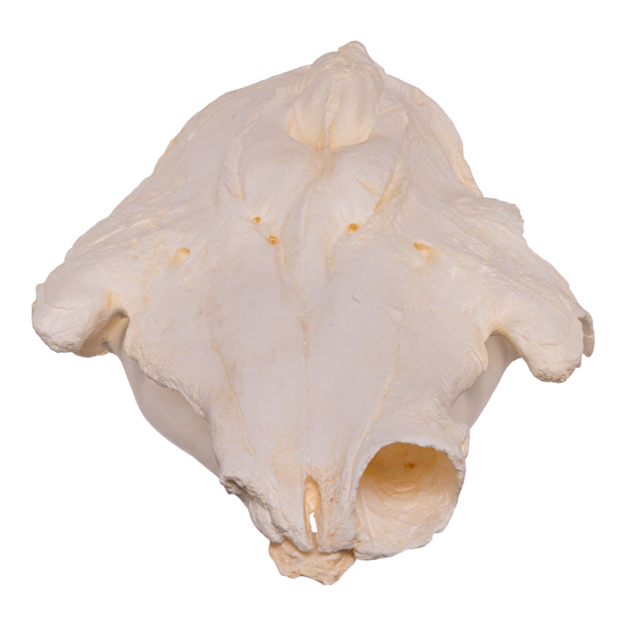 Replica Narwhal Skull - Lifelike Museum-Quality Narwhal Whale Skull Decor for Home, Office & Marine Biology Enthusiasts - Perfect for Coastal Themed Decor, Educational Displays & Unique Gift Ideas