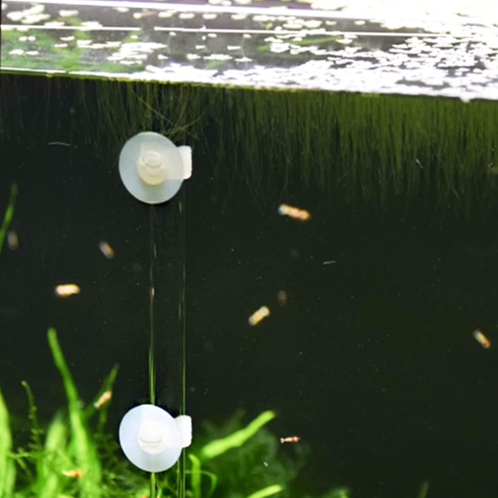 Balacoo Acrylic Shrimp Feeder Tray for Aquarium - Auto Fish Feeder Accessory
