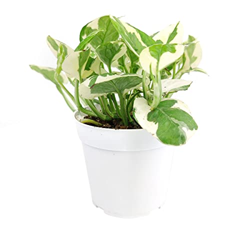 Pothos N'joy