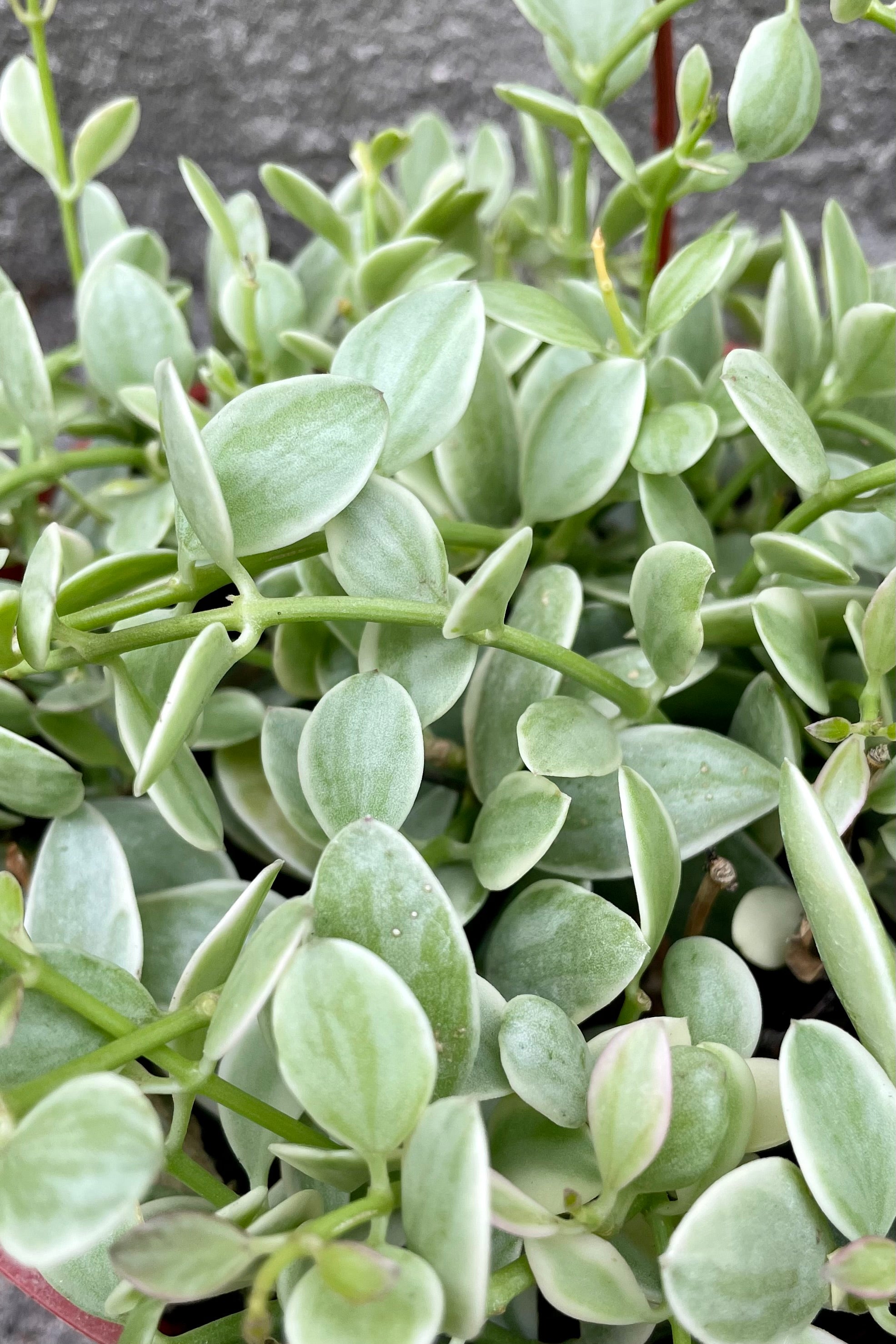 Variegated Dischidia 'Cascade' - 6 Inch Hanging Basket Plant for Indoor Home Decor & Office Spaces