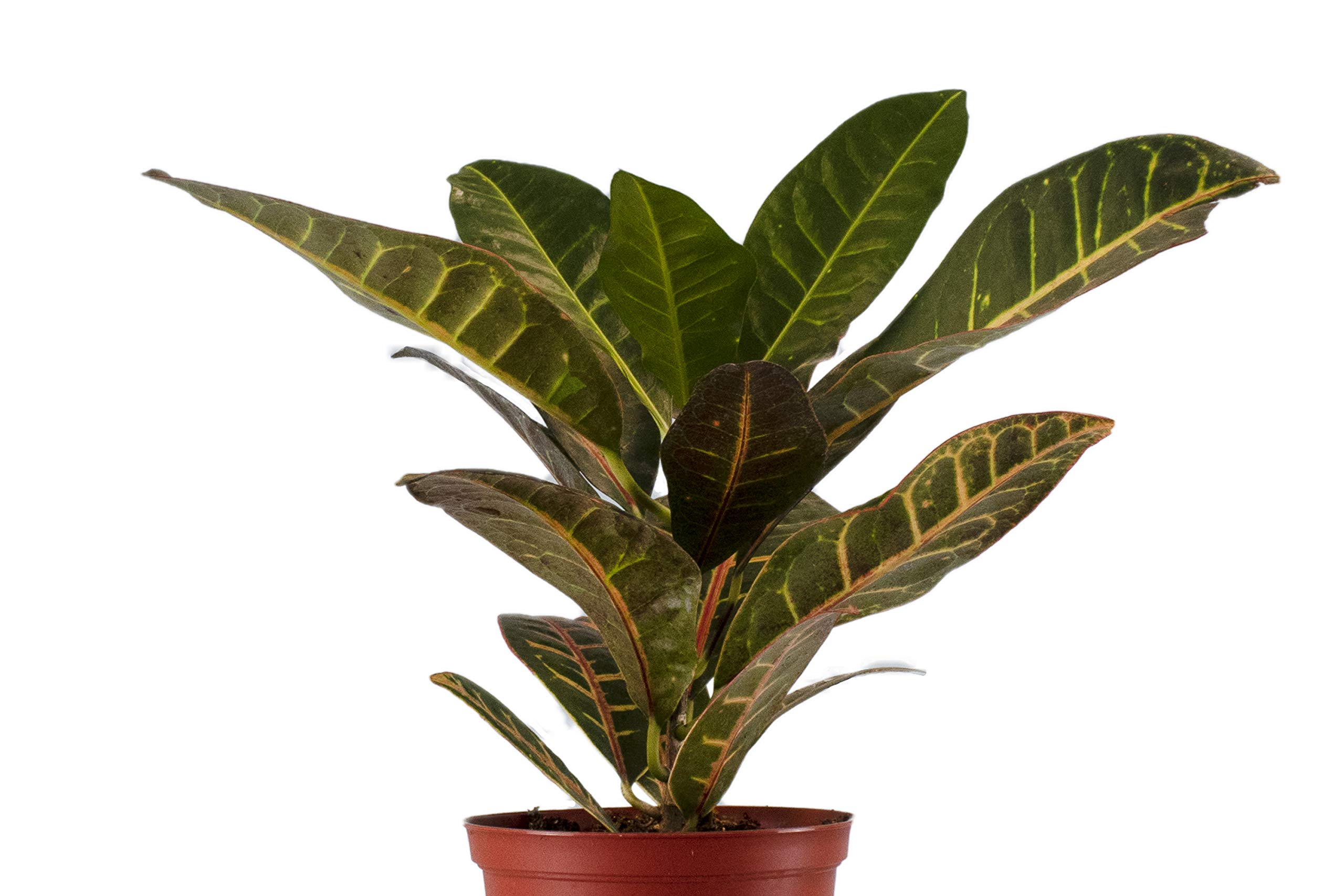Live Croton Petra House Plant | Air Purifying Indoor & Outdoor Plant | Mature Succulent for Home & Office Decor | Perfect for Living Rooms, Bedrooms & Patios