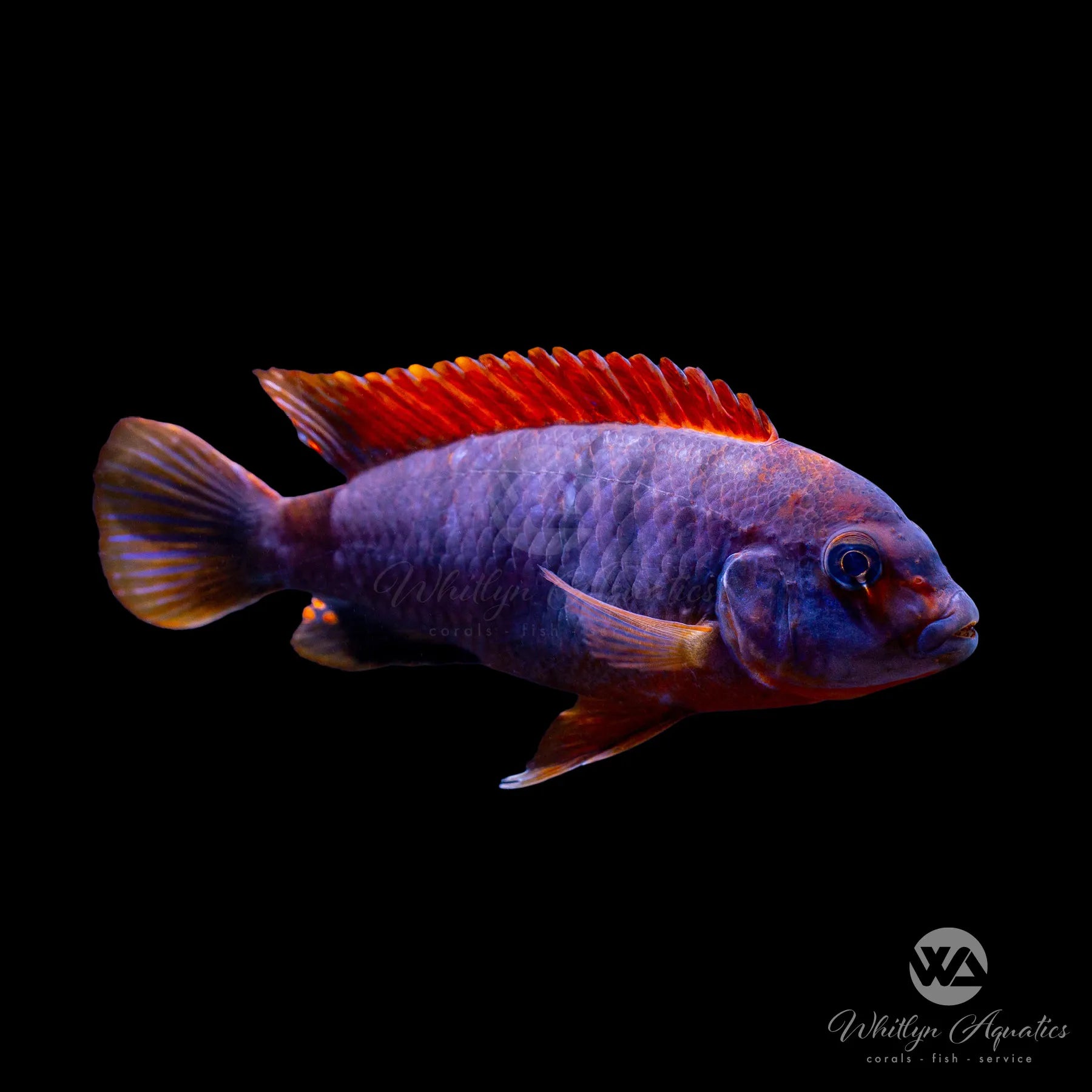 Premium Red Top Hongi Cichlid (Labidochromis sp.) - Vibrant African Cichlid Fish for Aquariums & Fish Tanks - Perfect for Home Aquascaping & Tropical Fish Enthusiasts