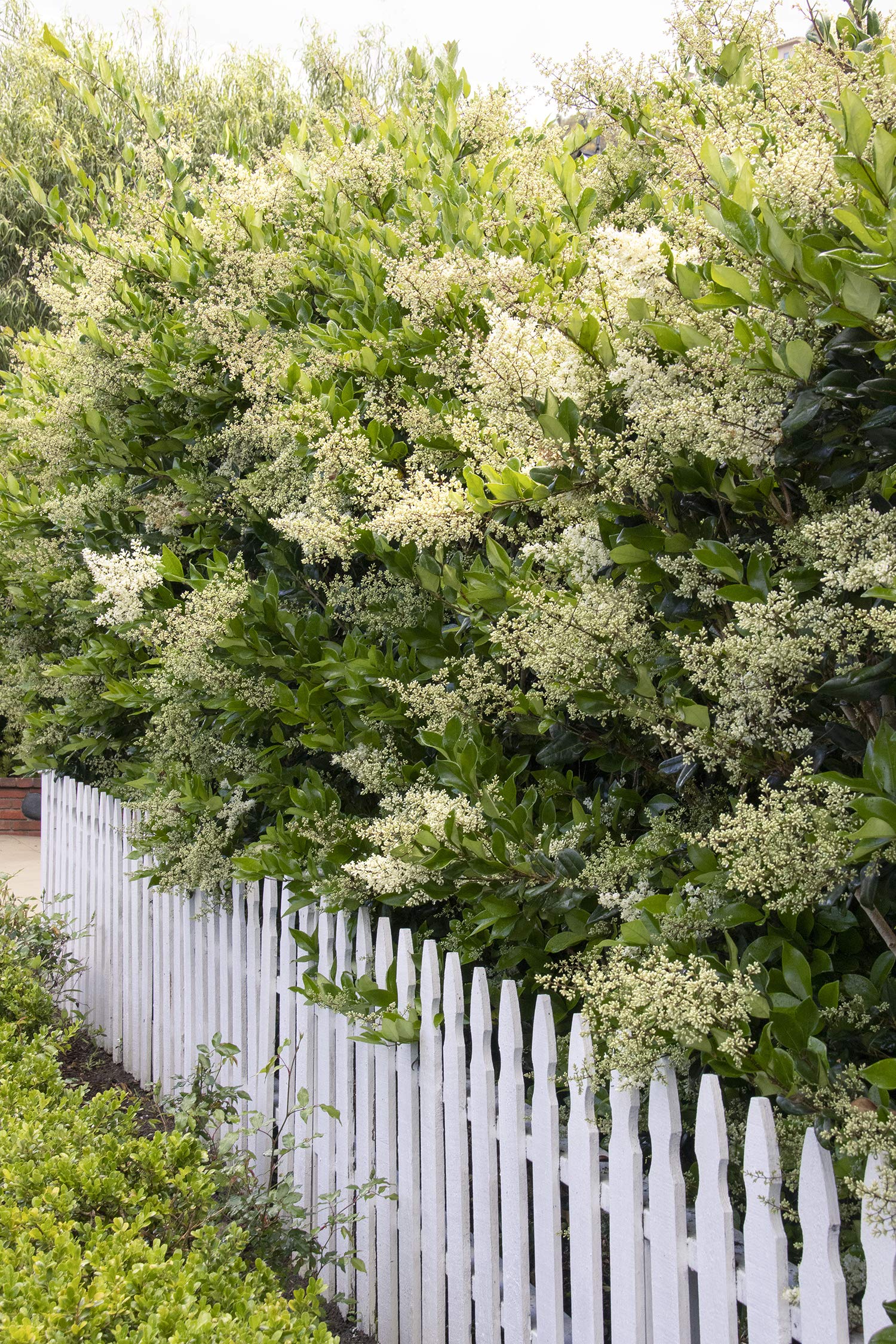 Ligustrum Waxleaf Privet - 12 Live Quart Size Plants - Evergreen Privacy Hedge for Landscaping - Perfect for Garden Borders, Fences, and Outdoor Privacy Screens